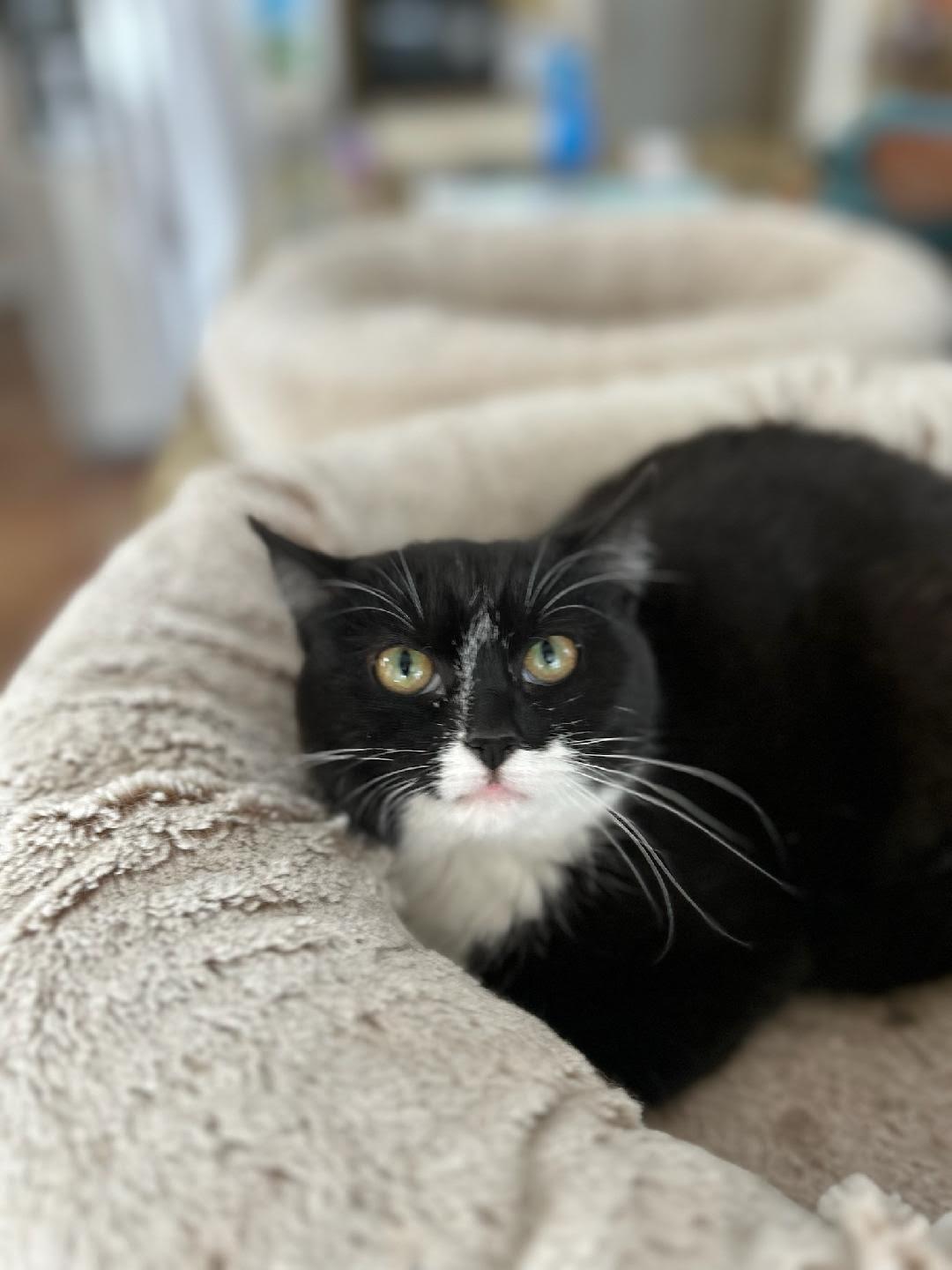 Enlarge Queen Bea, a ADOPTABLE Domestic Short Hair in Reynoldsburg, OH image 2/5