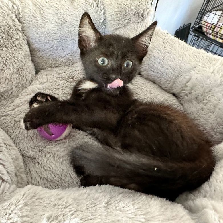 Gunther, a Adoptable Domestic Short Hair in San Andreas, CA image 4/4