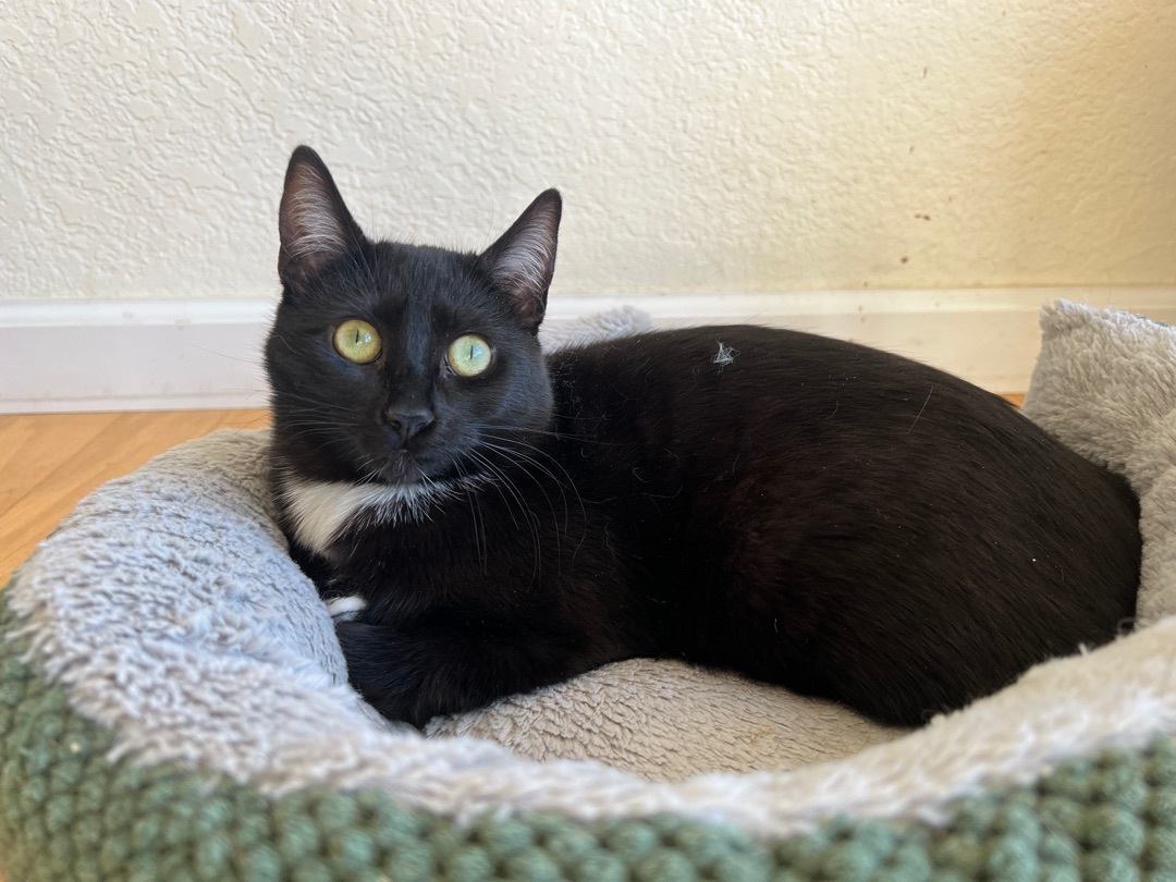 Gunther, a Adoptable Domestic Short Hair in San Andreas, CA image 3/4