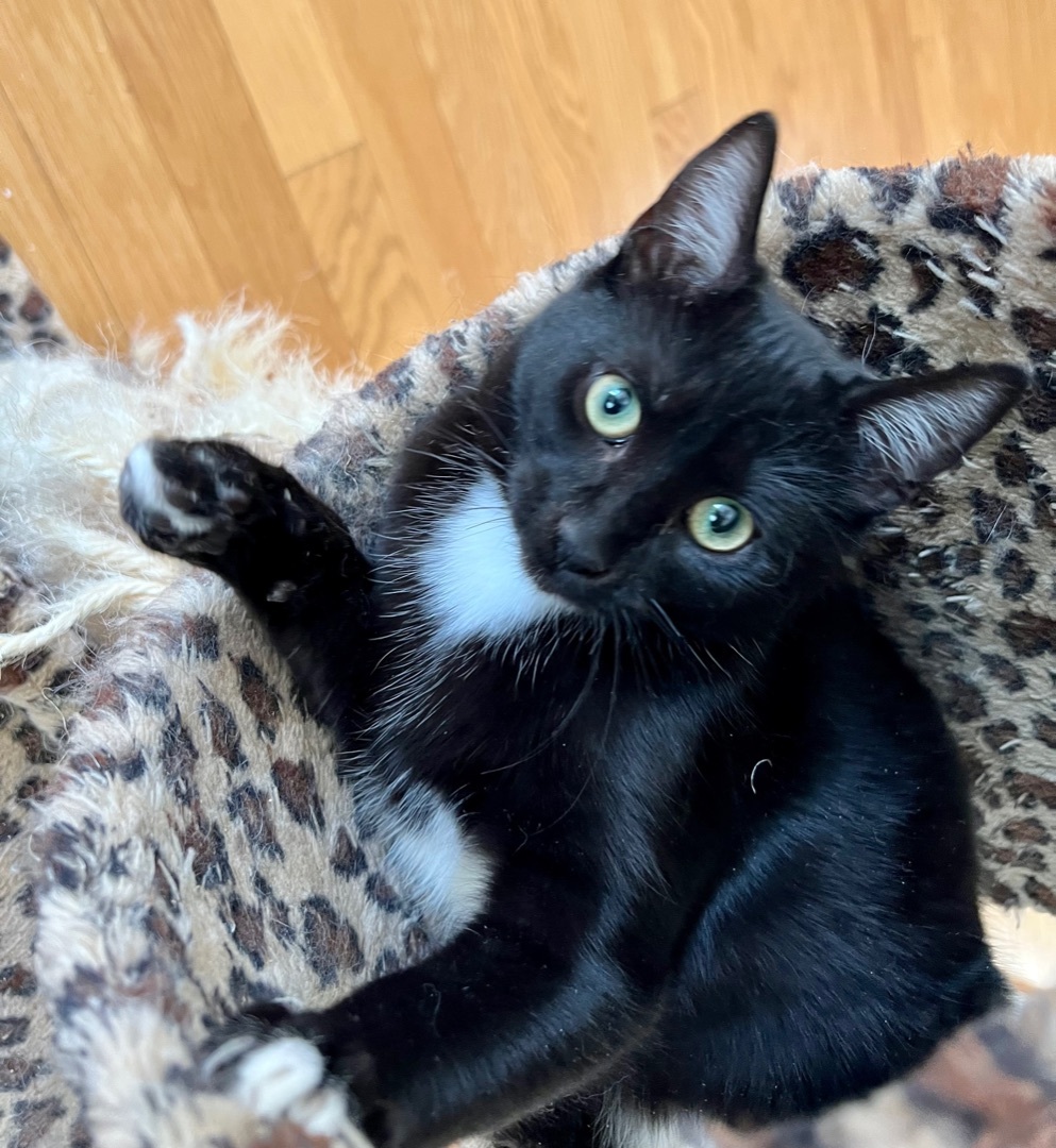 Gunther, a Adoptable Domestic Short Hair in San Andreas, CA image 1/4