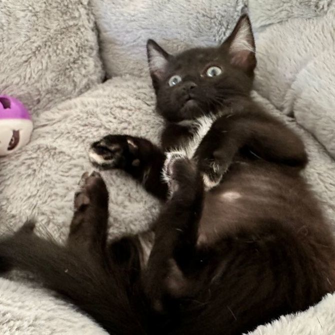 Gunther, a Adoptable Domestic Short Hair in San Andreas, CA image 2/4