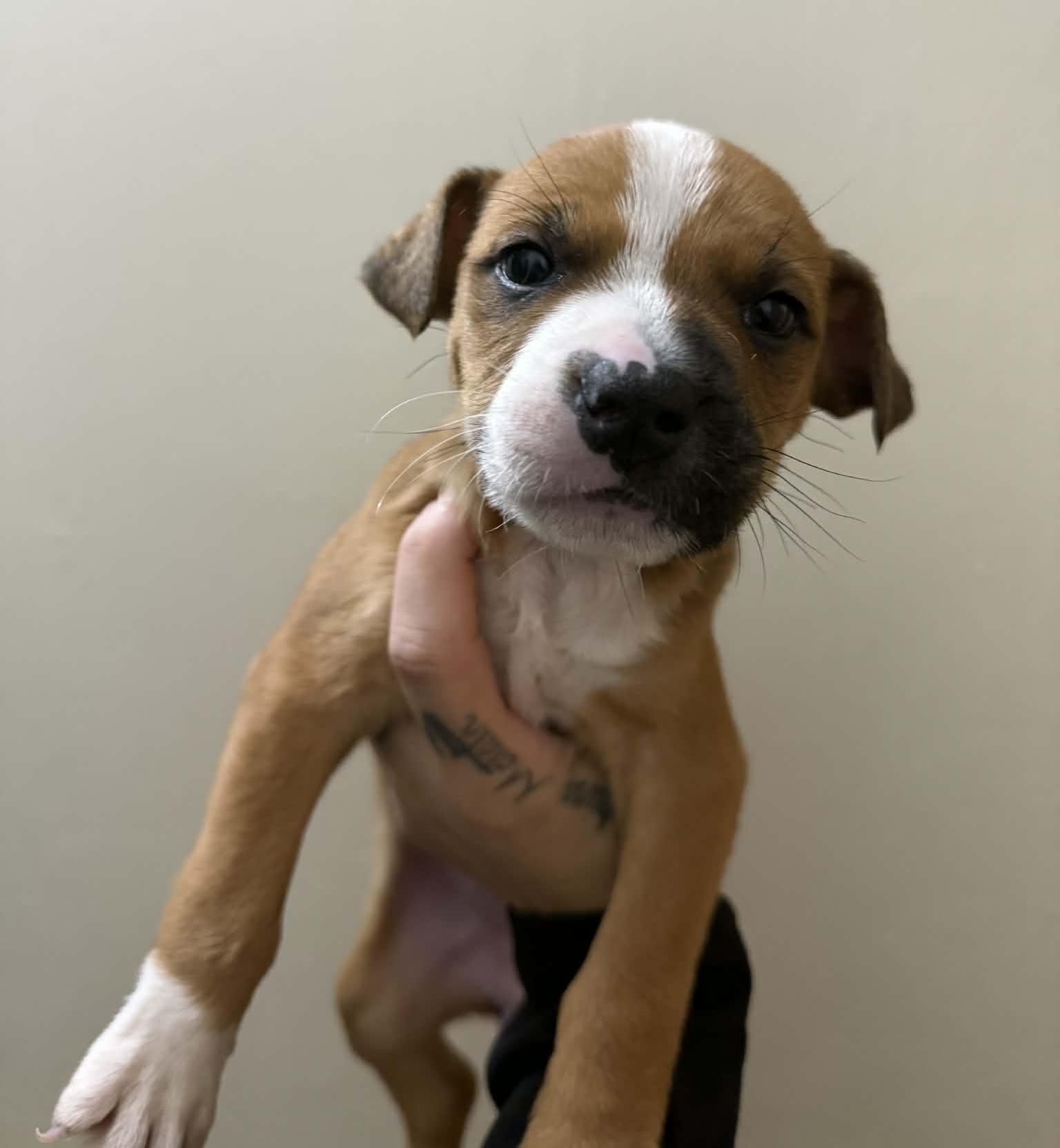 Enlarge Joy, an adopted mixed breed in Beavercreek, OR image 5/6