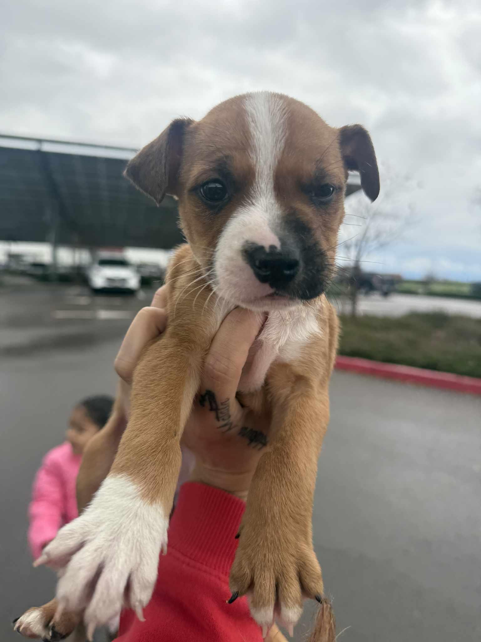 Enlarge Joy, an adopted mixed breed in Beavercreek, OR image 2/6