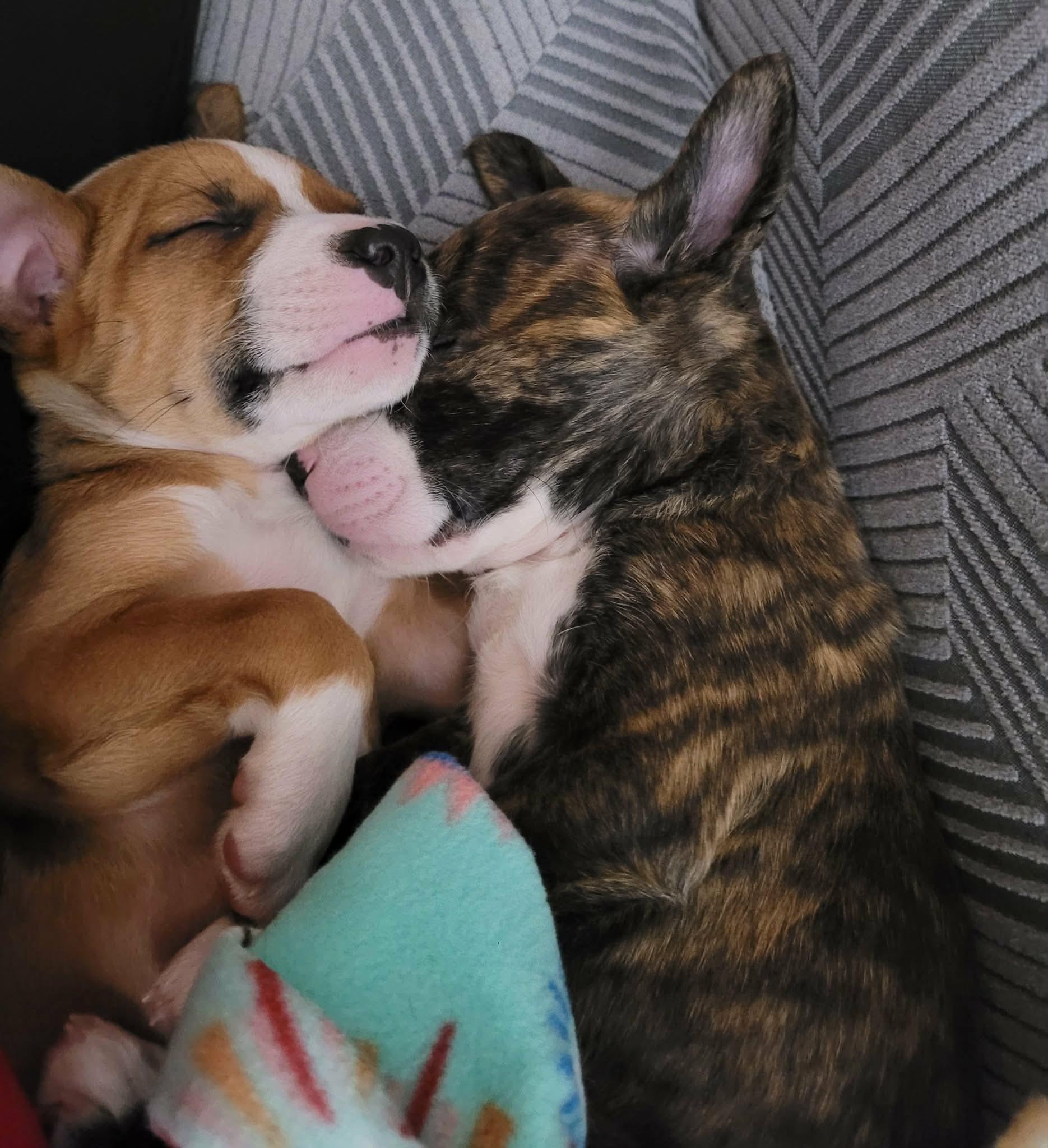 Enlarge Joy, an adopted mixed breed in Beavercreek, OR image 6/6