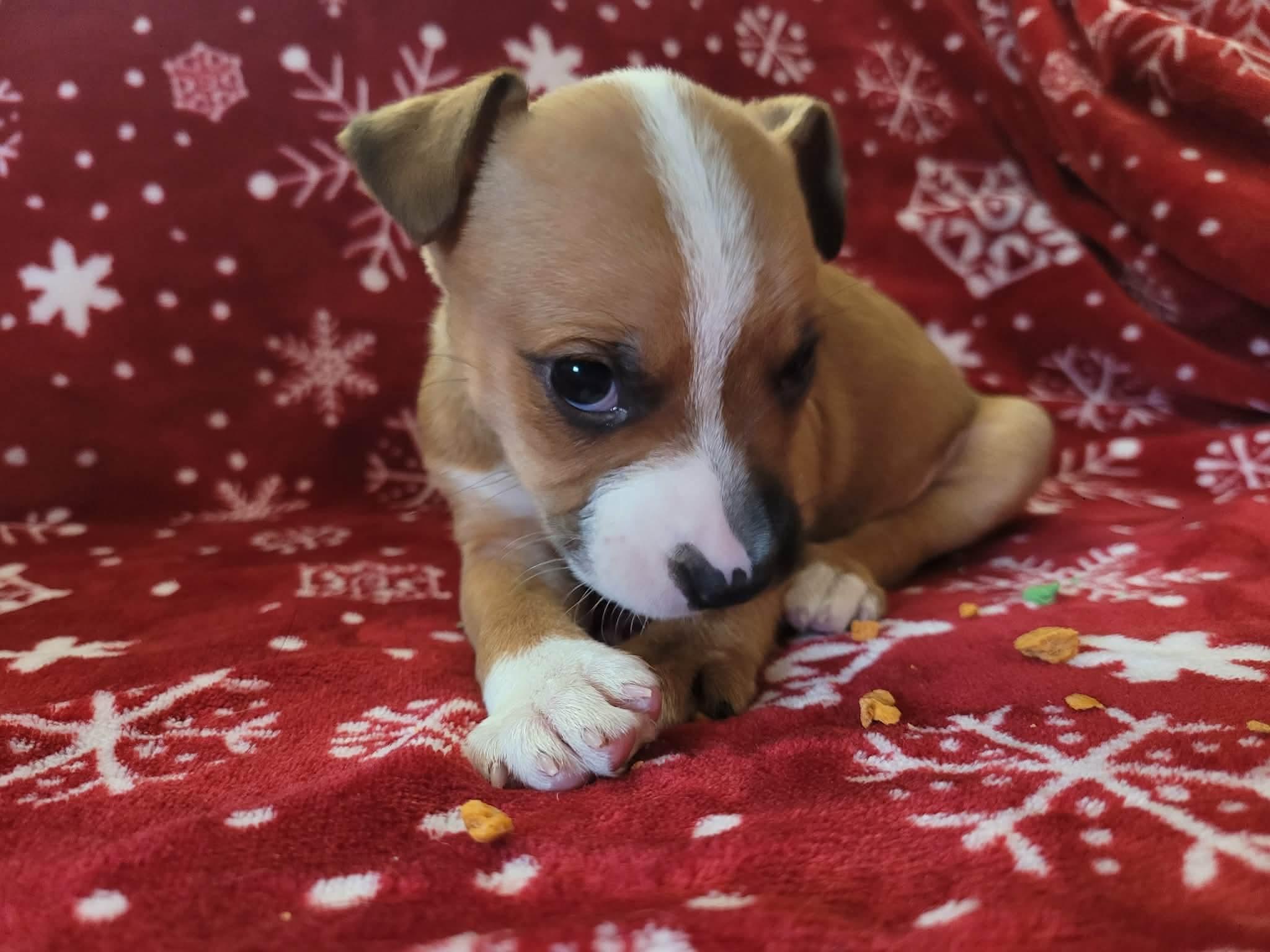 Enlarge Joy, an adopted mixed breed in Beavercreek, OR image 3/6