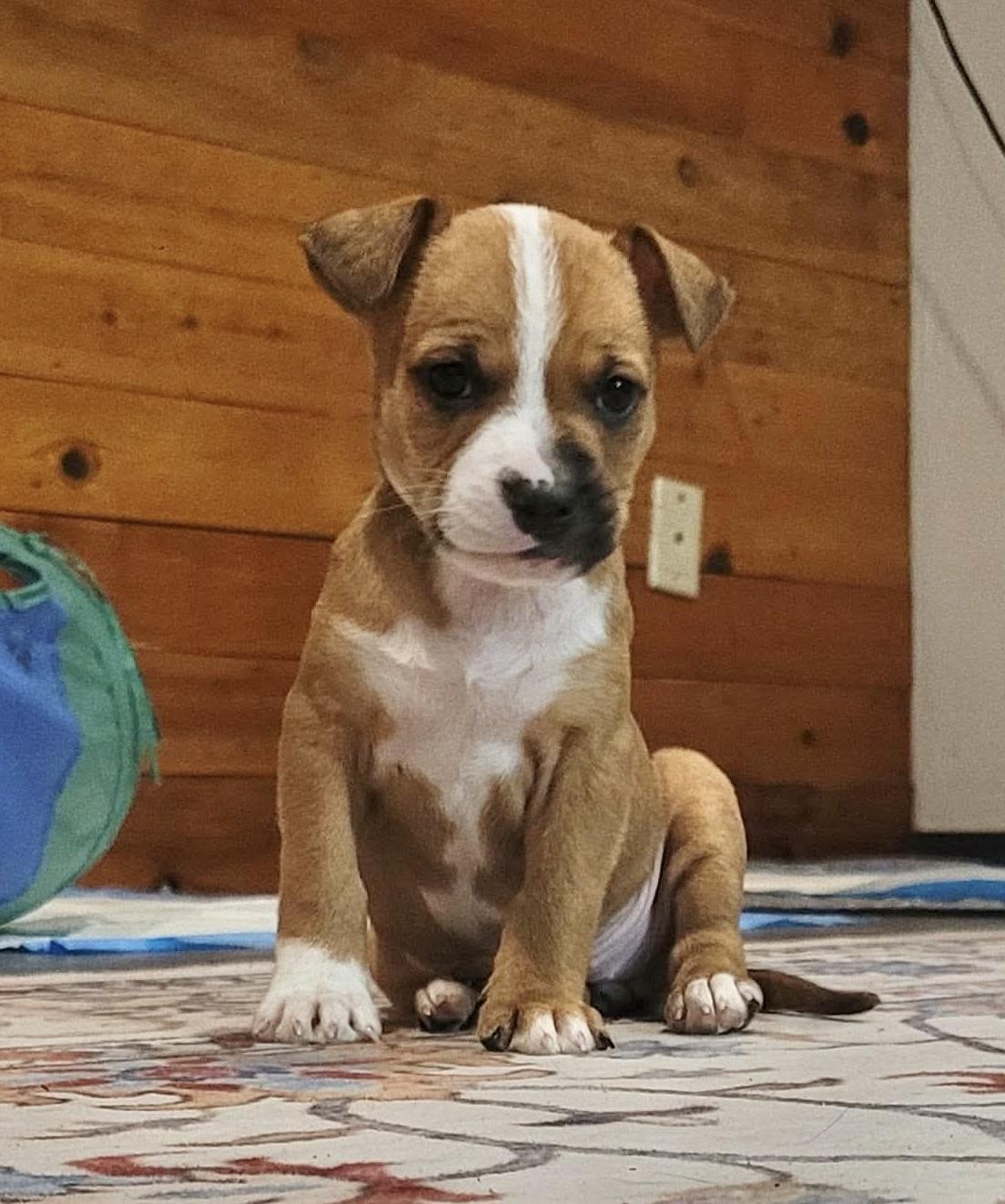 Enlarge Joy, an adopted mixed breed in Beavercreek, OR image 1/6