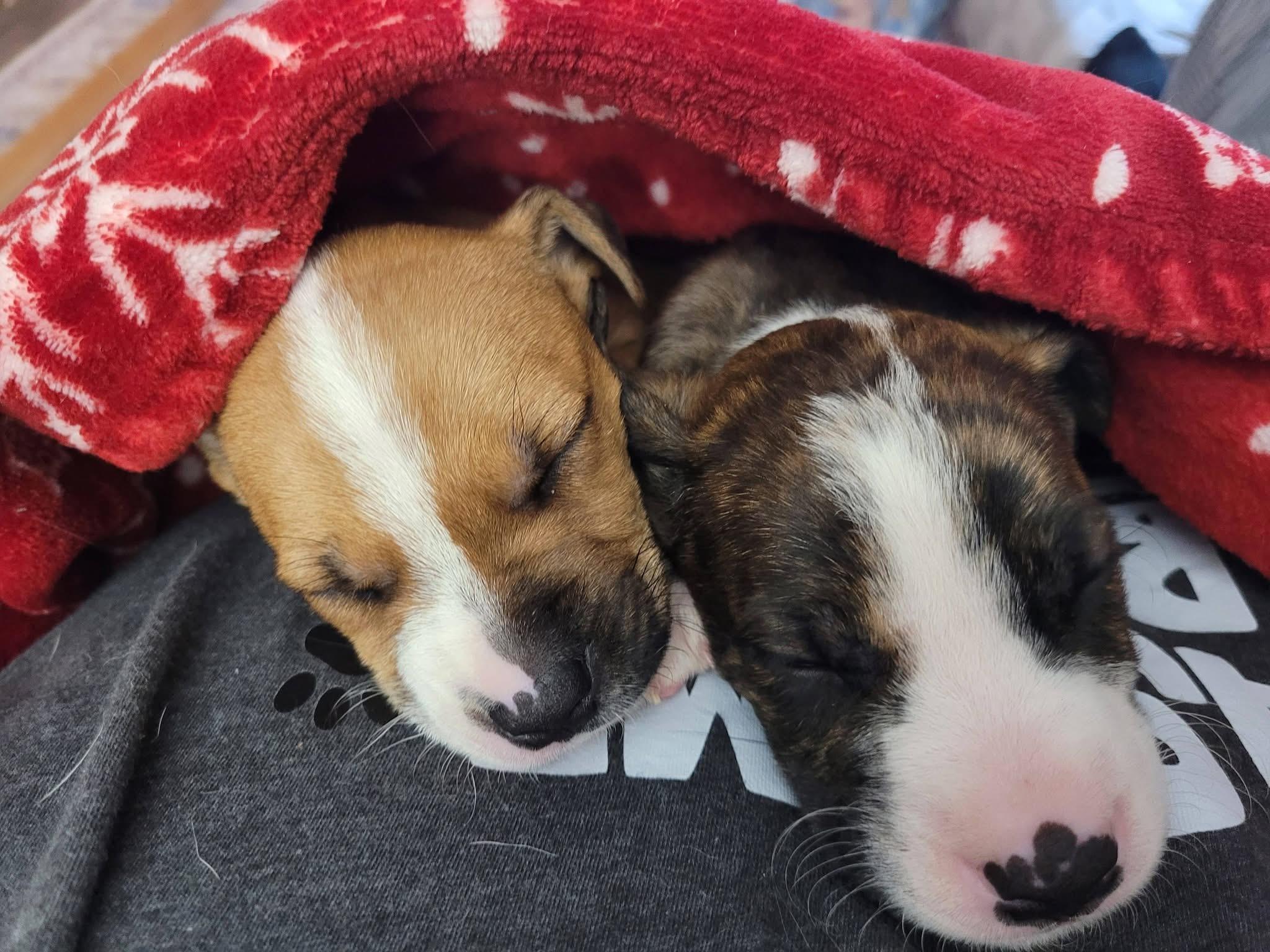 Enlarge Joy, an adopted mixed breed in Beavercreek, OR image 4/6