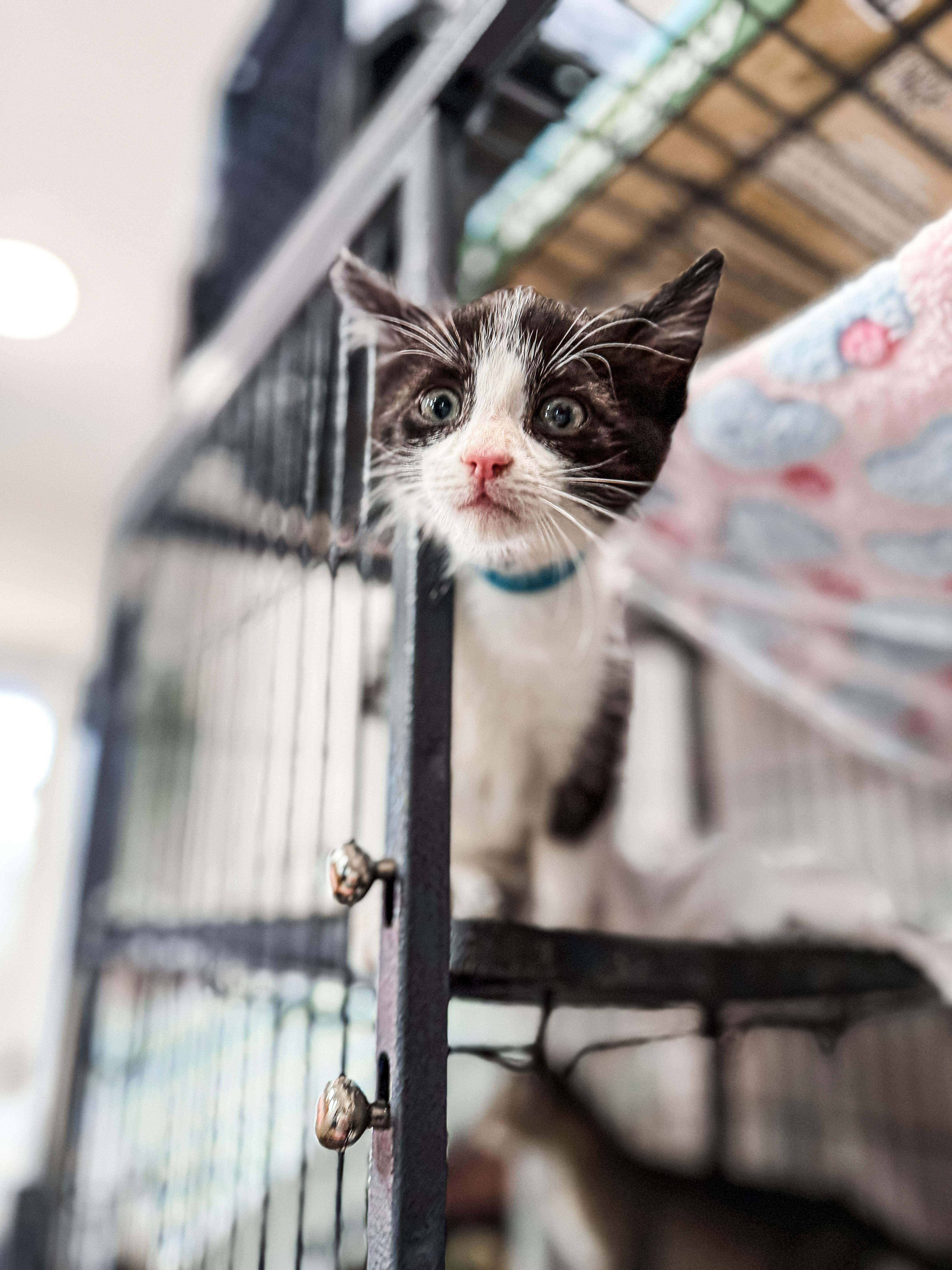 Dennis, ADOPTABLE, Kitten Male Domestic Short Hair.