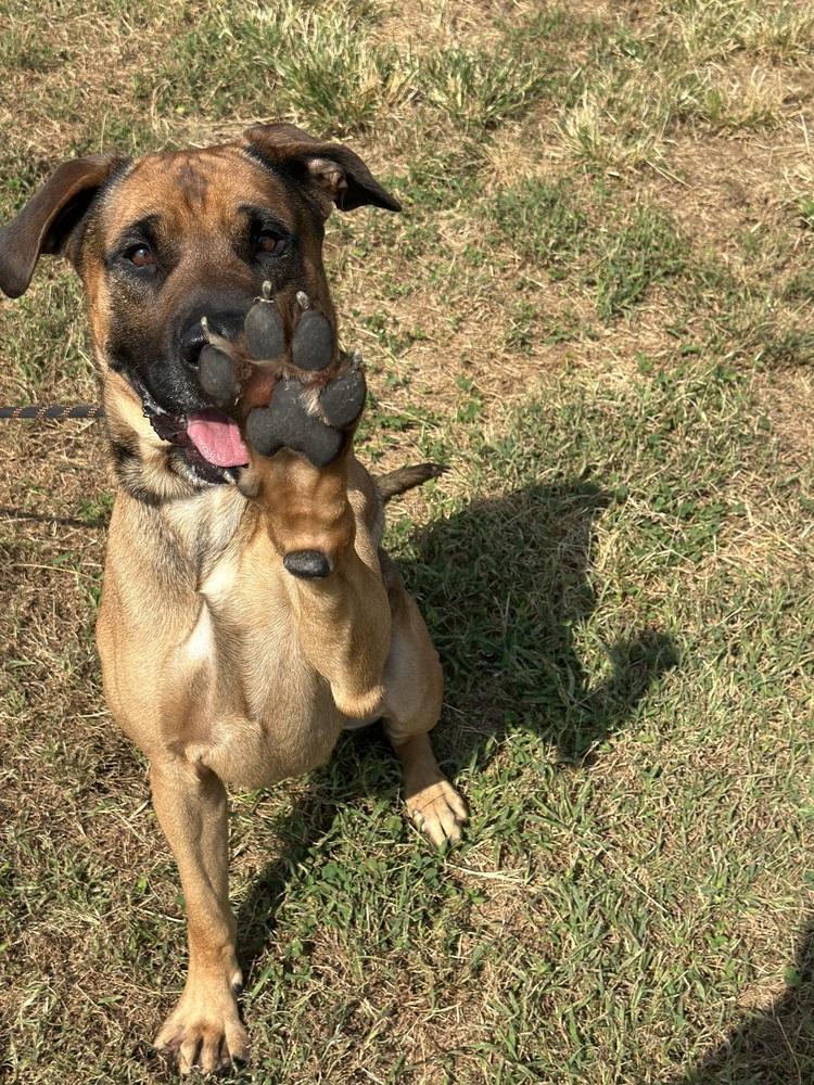 Enlarge Odie, a Adoptable mixed breed in Dickson, TN image 1/3