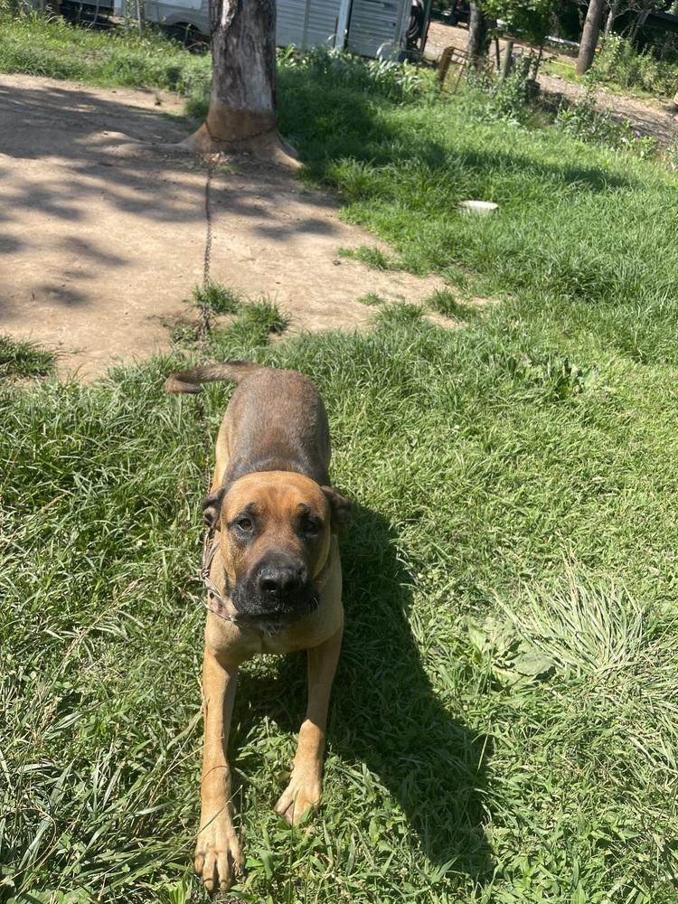 Enlarge Odie, a Adoptable mixed breed in Dickson, TN image 2/3