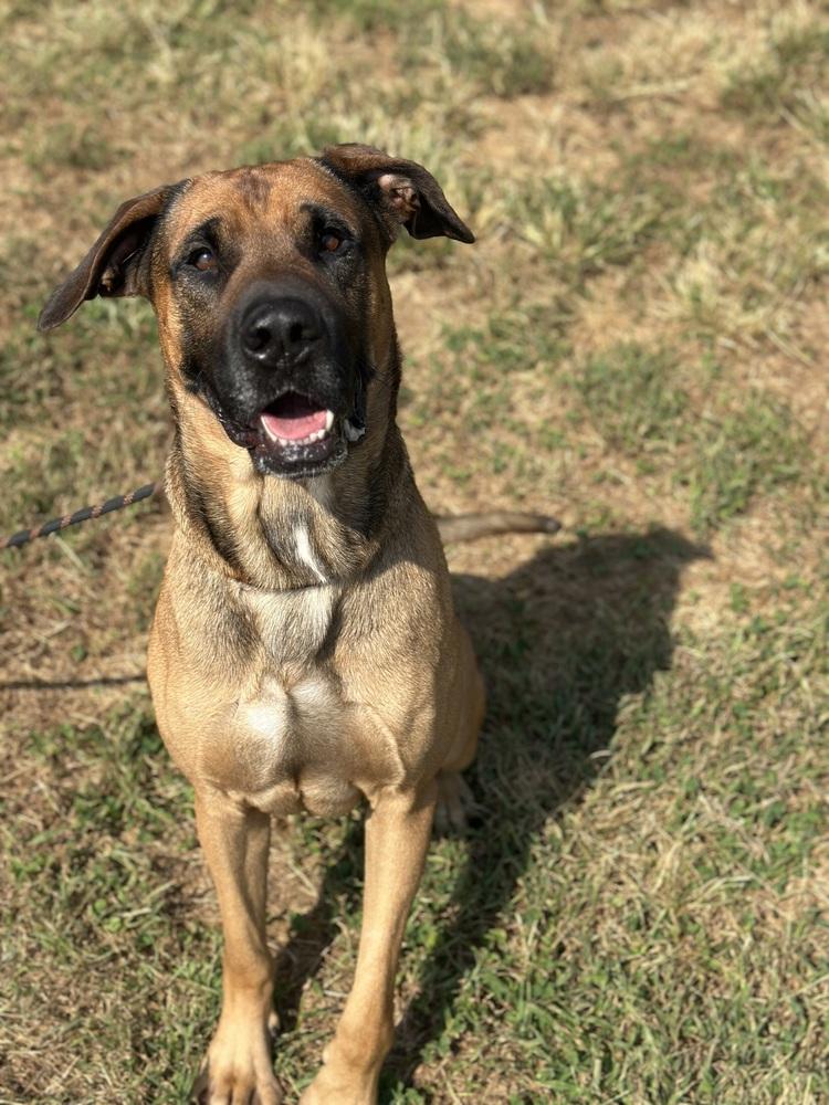 Enlarge Odie, a Adoptable mixed breed in Dickson, TN image 3/3