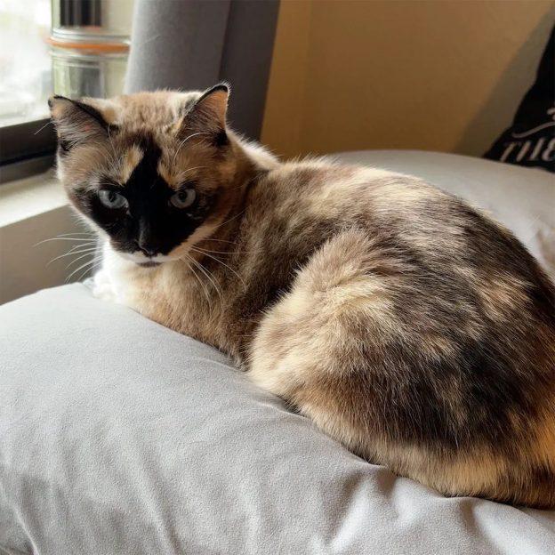 Sky, Adult Female Domestic Short Hair