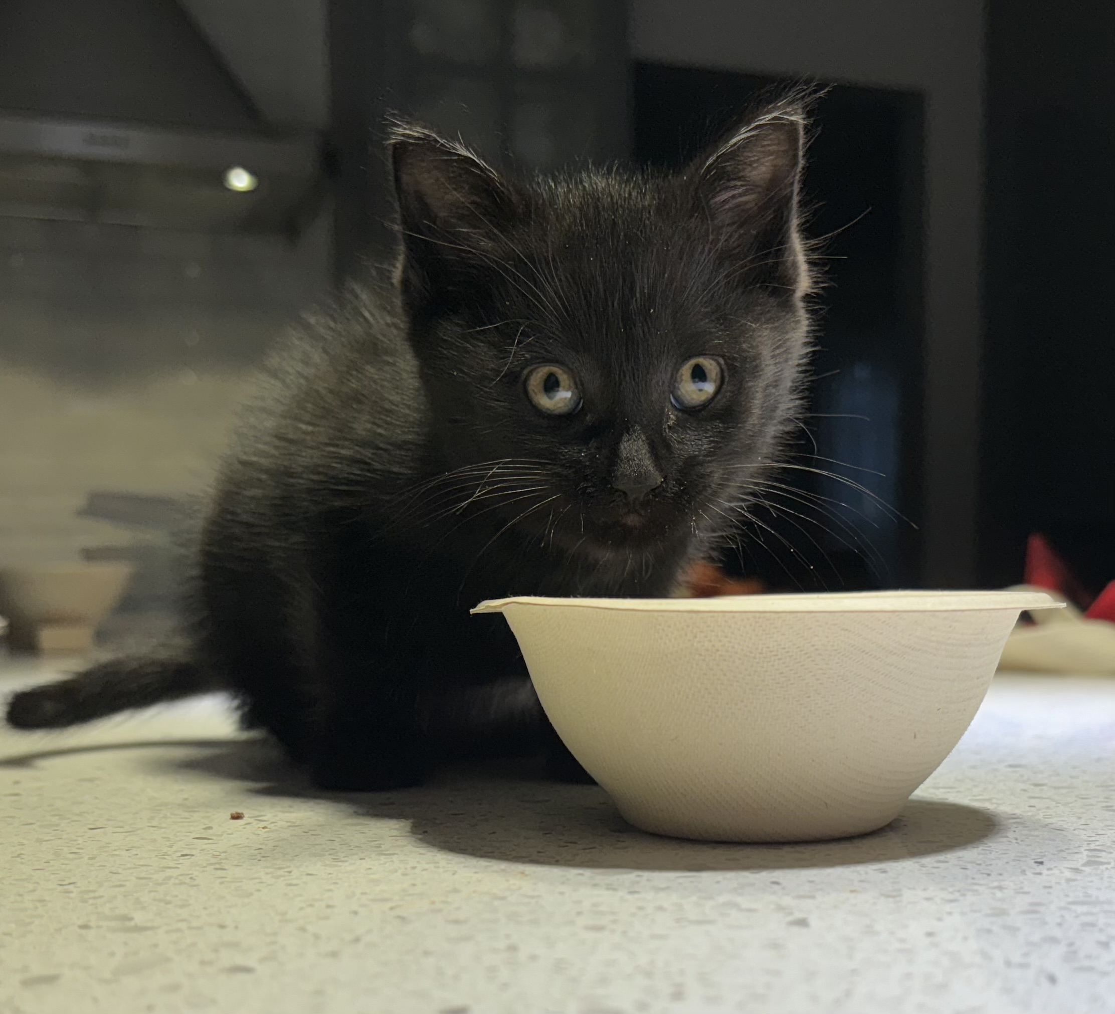 Onyx, Adopted, Kitten Male Domestic Medium Hair.