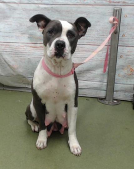 Enlarge JOSIE JO, a Adoptable Pit Bull Terrier in Portland , OR image 2/6