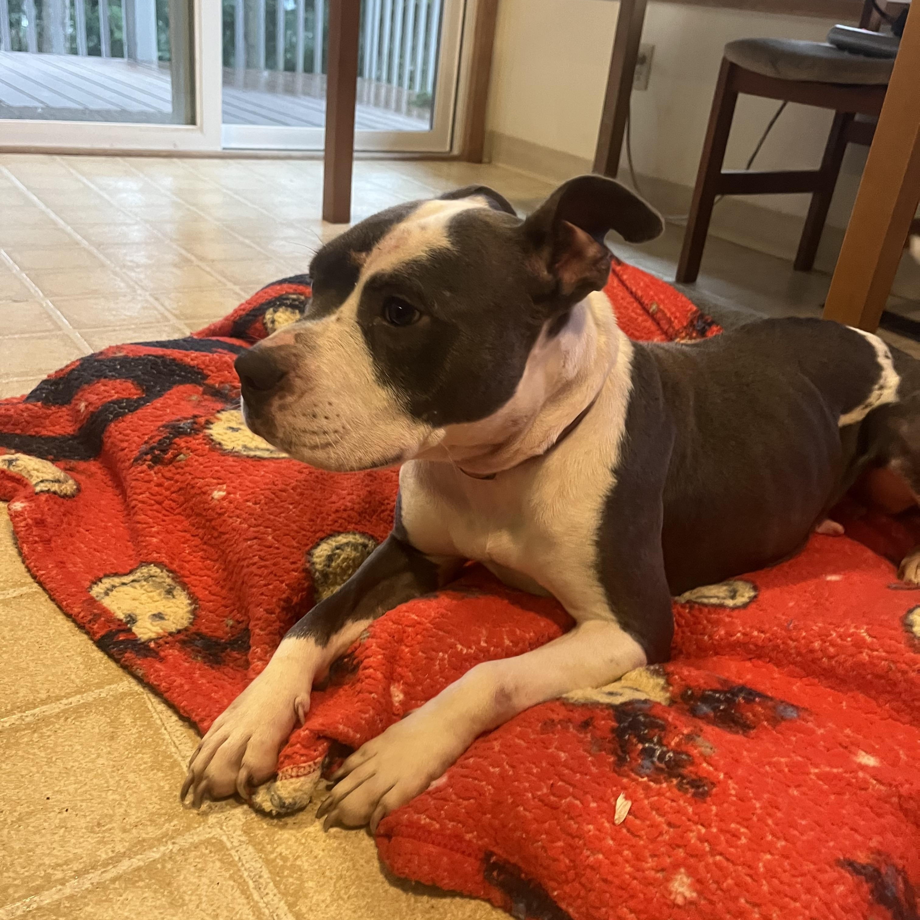 Enlarge JOSIE JO, a Adoptable Pit Bull Terrier in Portland , OR image 3/6