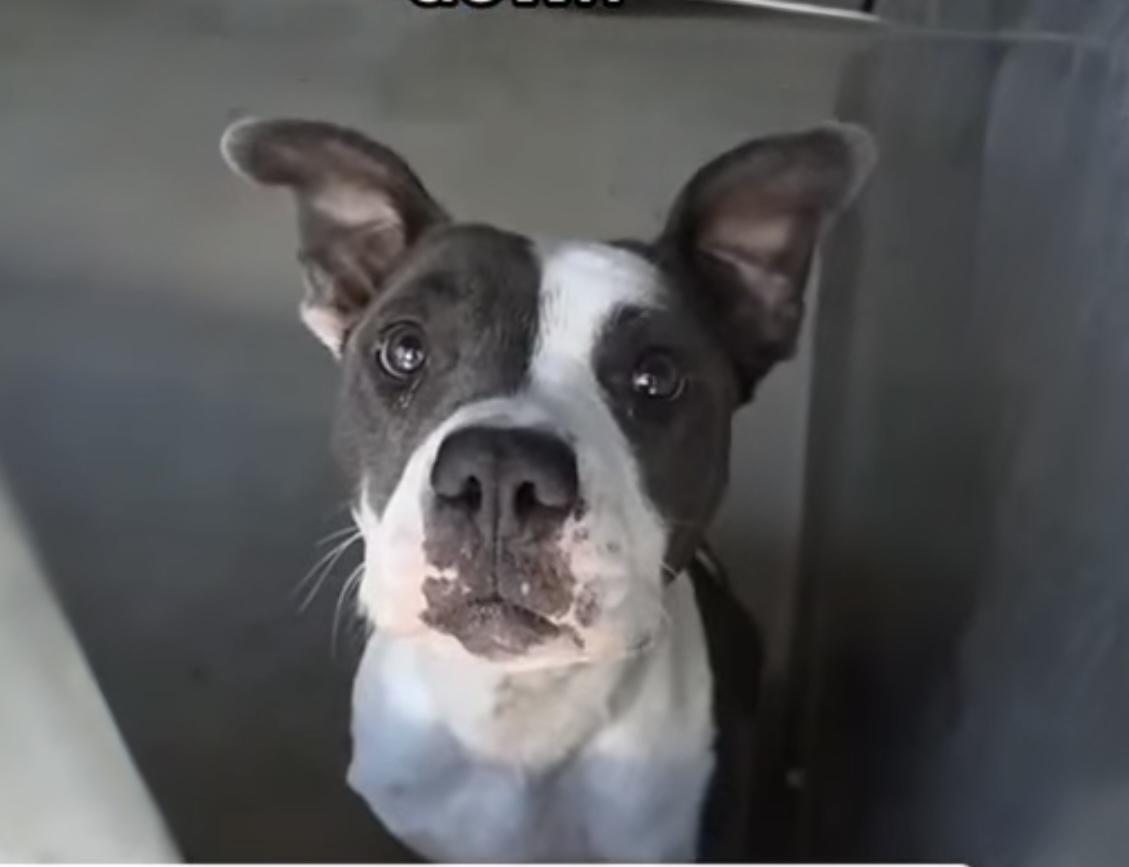 JOSIE JO, Adoptable, Young Female Pit Bull Terrier.