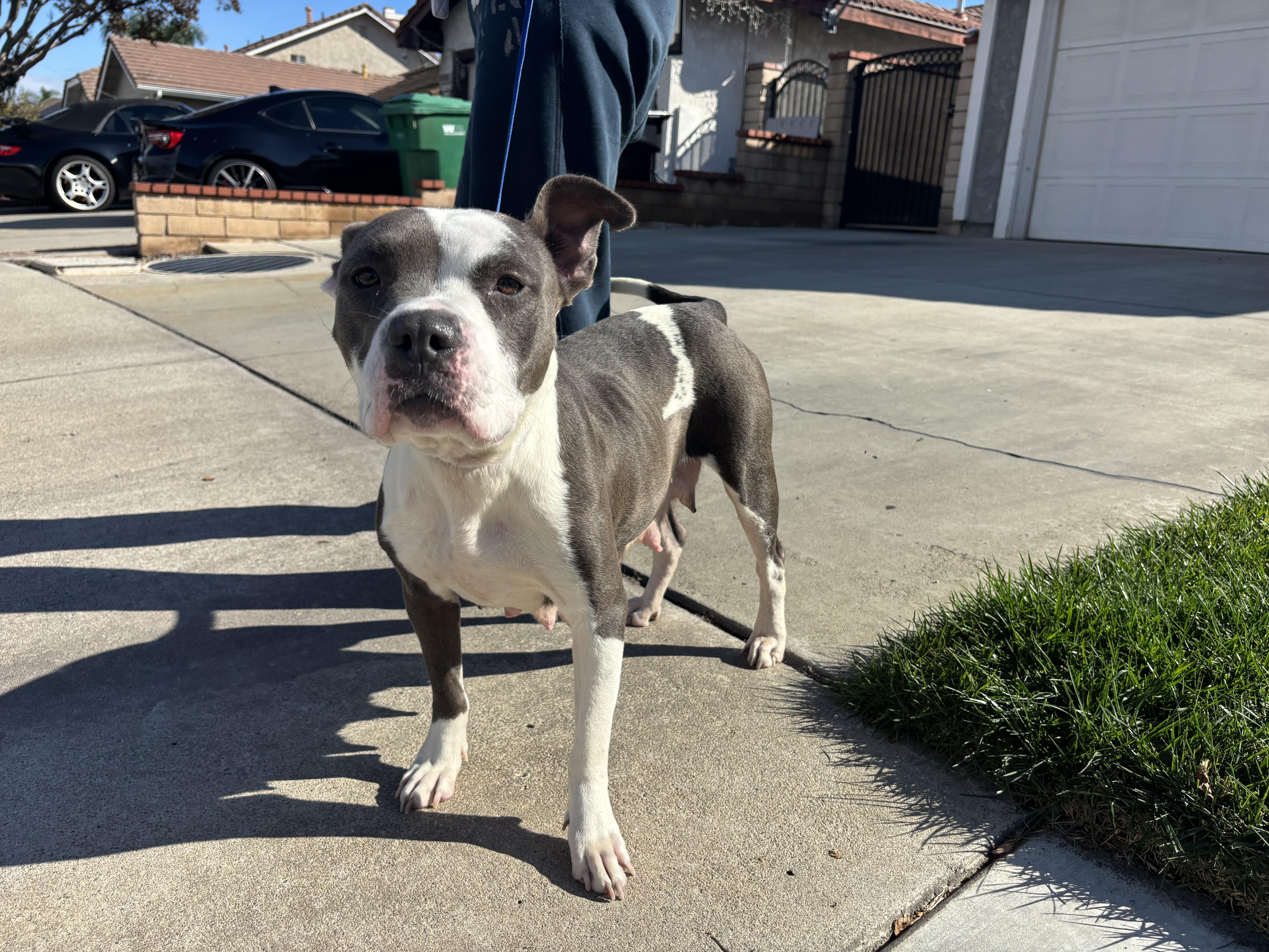 Enlarge JOSIE JO, a Adoptable Pit Bull Terrier in Portland , OR image 5/6