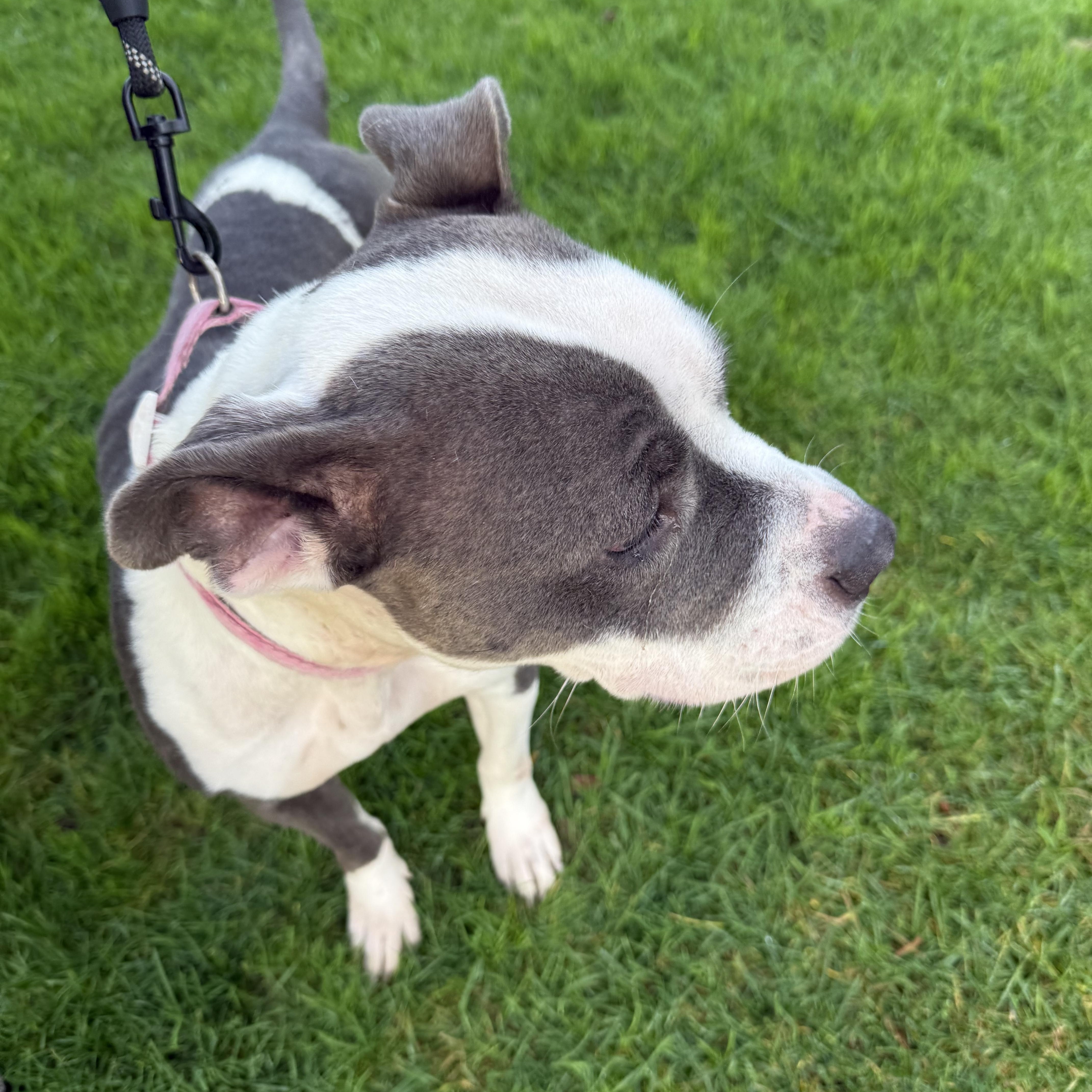 Enlarge JOSIE JO, a Adoptable Pit Bull Terrier in Portland , OR image 4/6