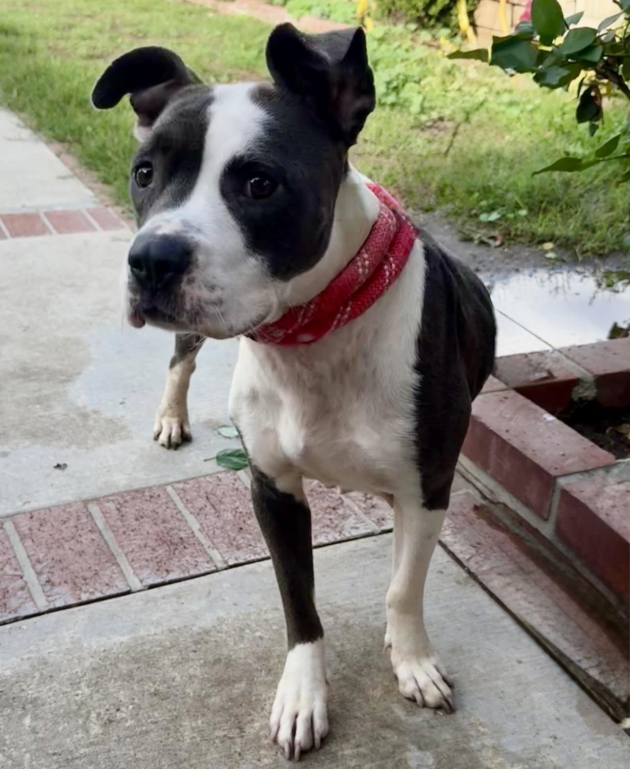 Enlarge JOSIE JO, a Adoptable Pit Bull Terrier in Portland , OR image 6/6