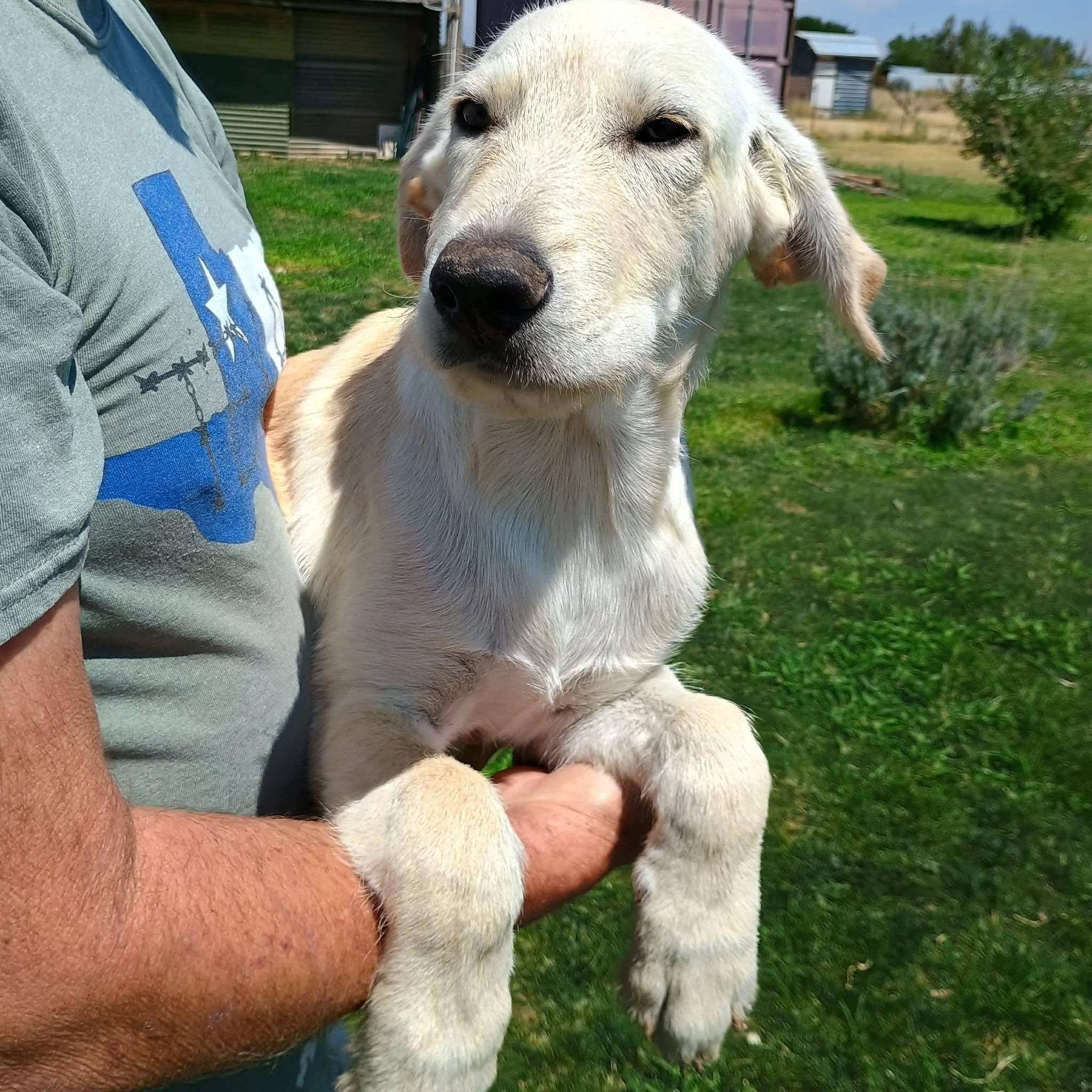 Ripley, a ADOPTABLE mixed breed in Glenolden, PA image 2/6