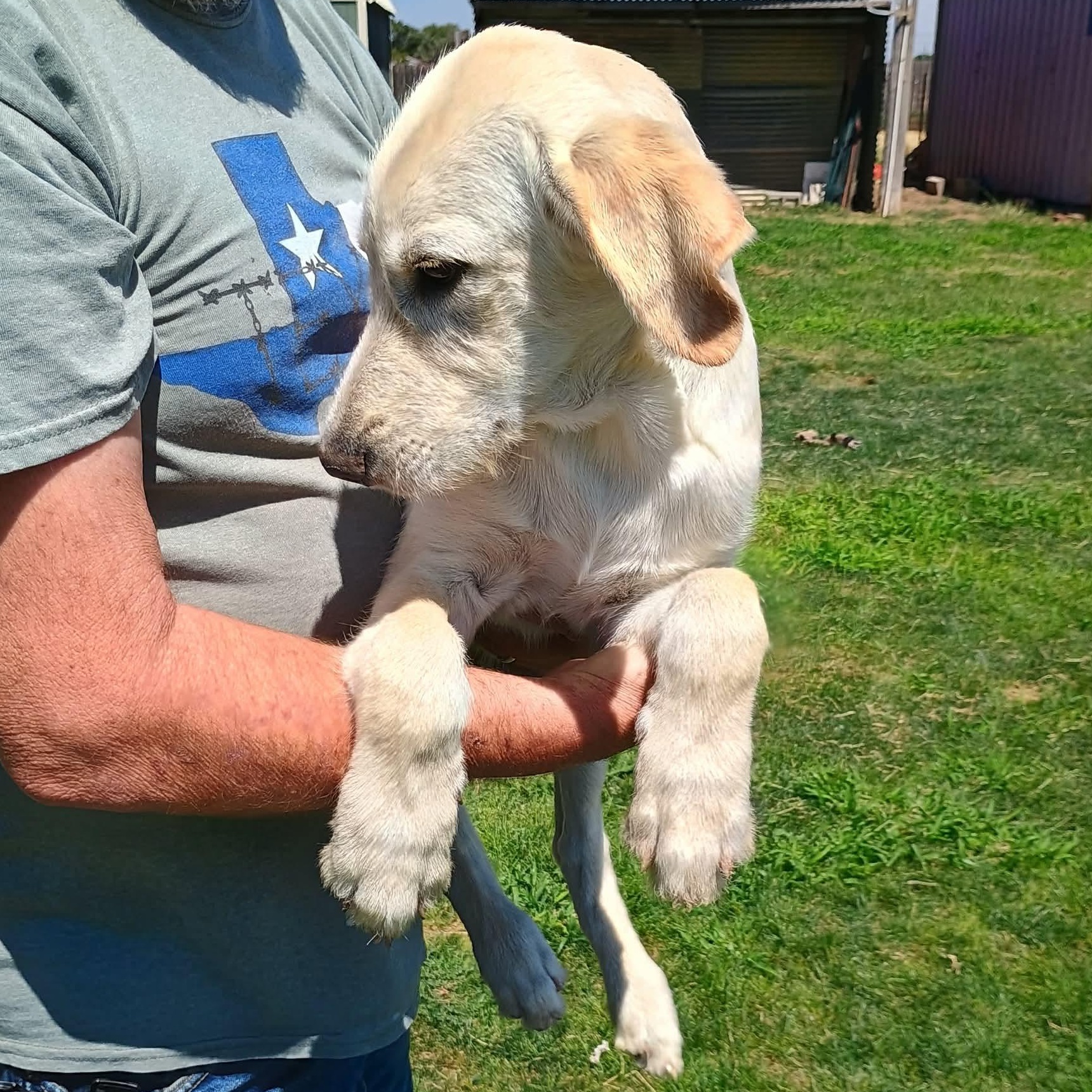 Ripley, a ADOPTABLE mixed breed in Glenolden, PA image 3/6
