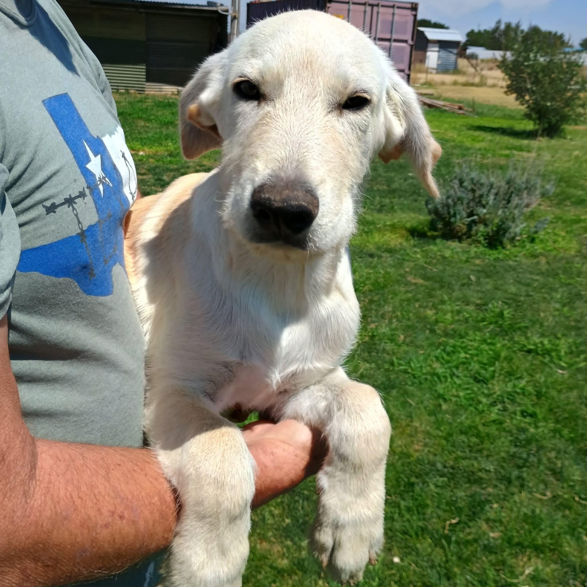 Ripley, a ADOPTABLE mixed breed in Glenolden, PA image 1/6