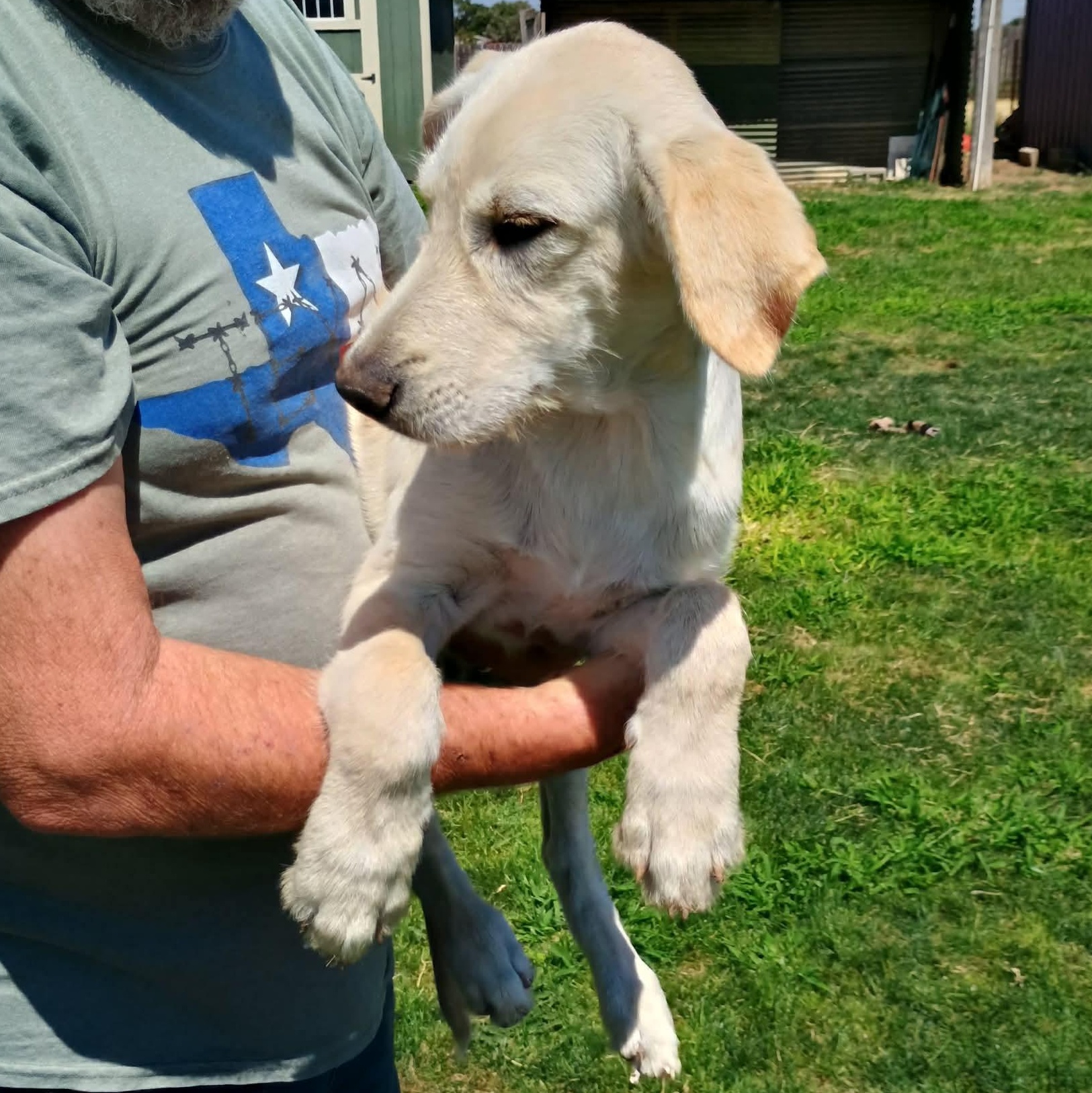 Ripley, a ADOPTABLE mixed breed in Glenolden, PA image 4/6