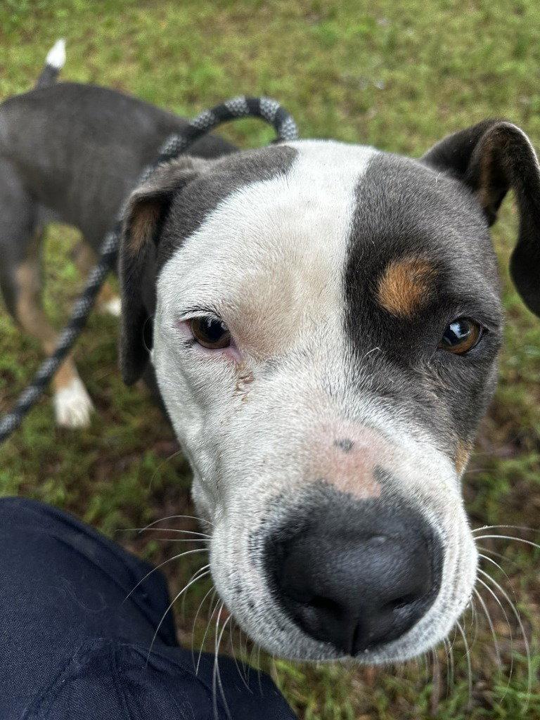Enlarge DA 4 Meadow, a Adoptable Pit Bull Terrier in Glen Allen, VA image 1/2