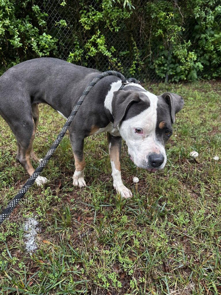 Enlarge DA 4 Meadow, a Adoptable Pit Bull Terrier in Glen Allen, VA image 2/2