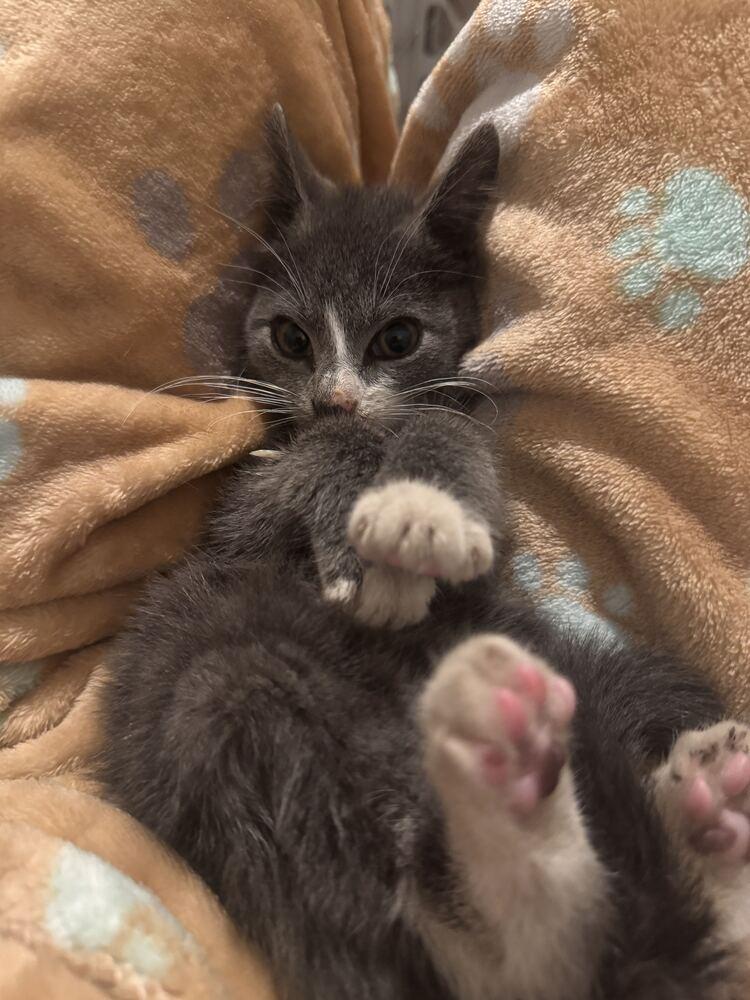 Lil Gray, Adoptable, Kitten Male Domestic Short Hair.