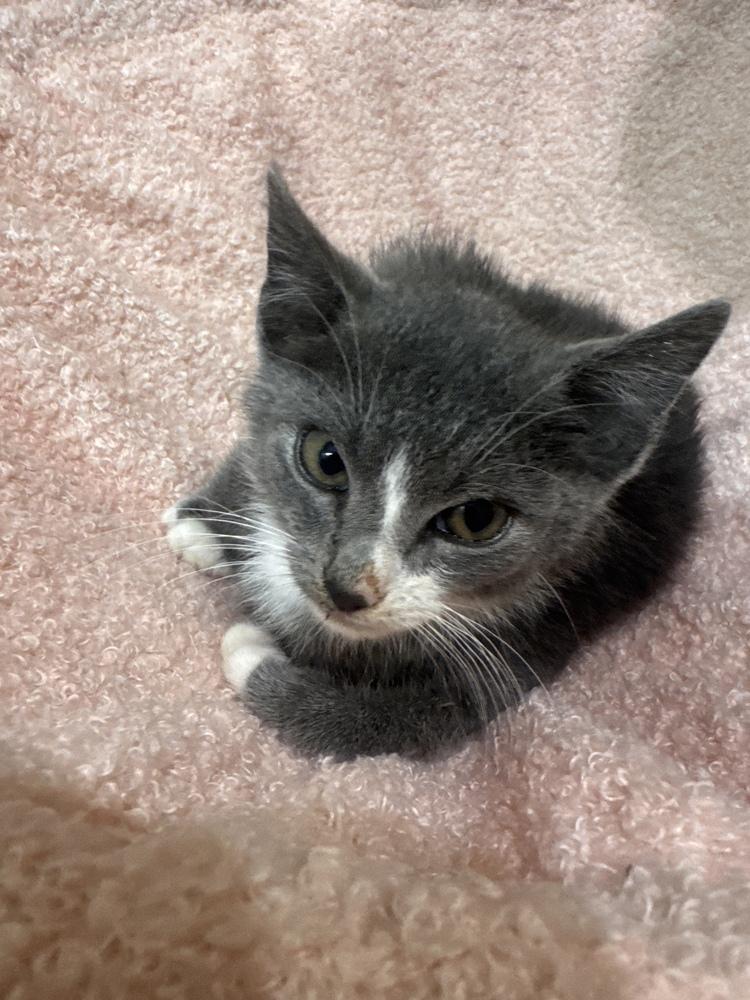 Lil Gray, a Adoptable Domestic Short Hair in New York, NY image 2/6