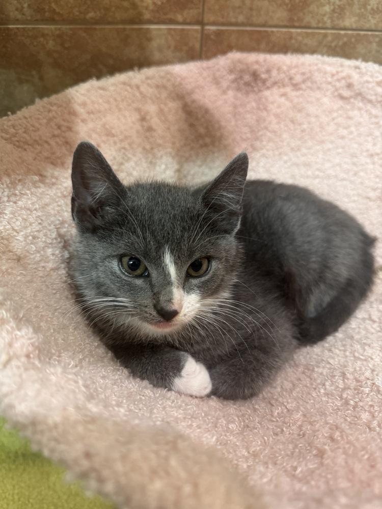 Lil Gray, a Adoptable Domestic Short Hair in New York, NY image 4/6