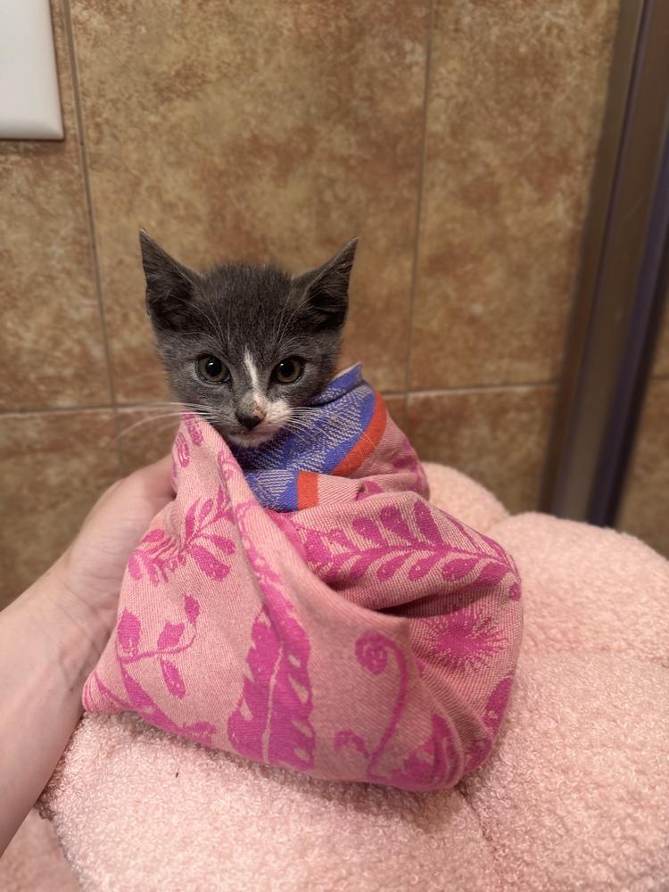 Lil Gray, a Adoptable Domestic Short Hair in New York, NY image 5/6