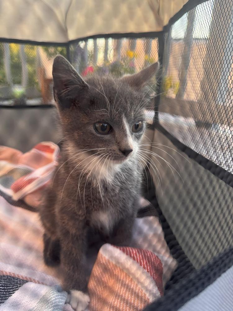 Lil Gray, a Adoptable Domestic Short Hair in New York, NY image 6/6