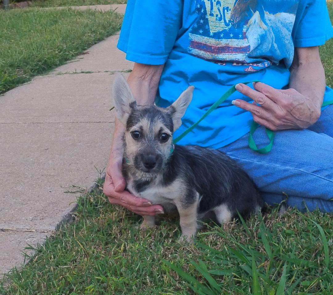 Radar, adoptable, Puppy Male Yorkshire Terrier & Chihuahua.