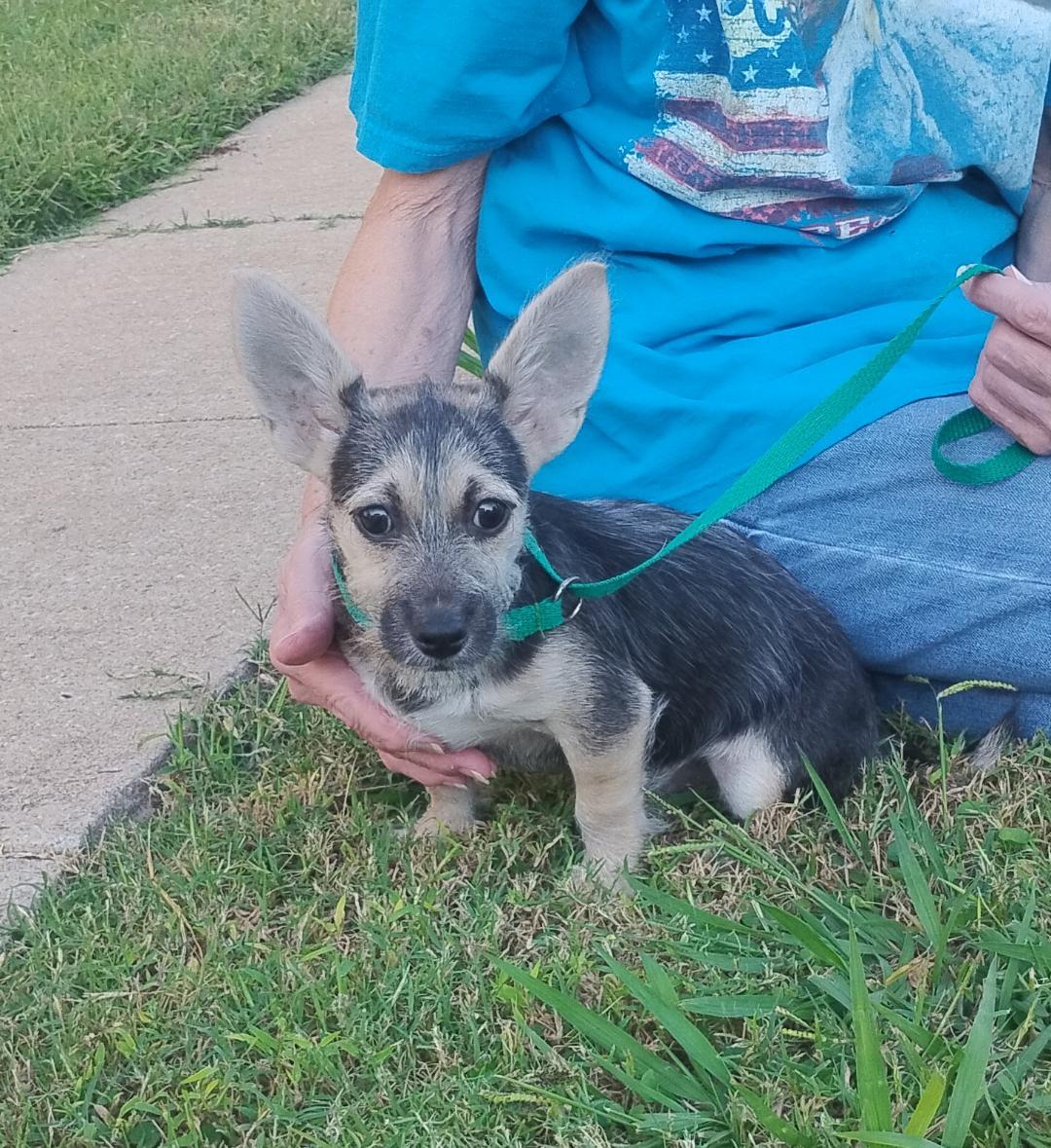 Radar, an adoptable mixed breed in Sulphur, OK image 2/2