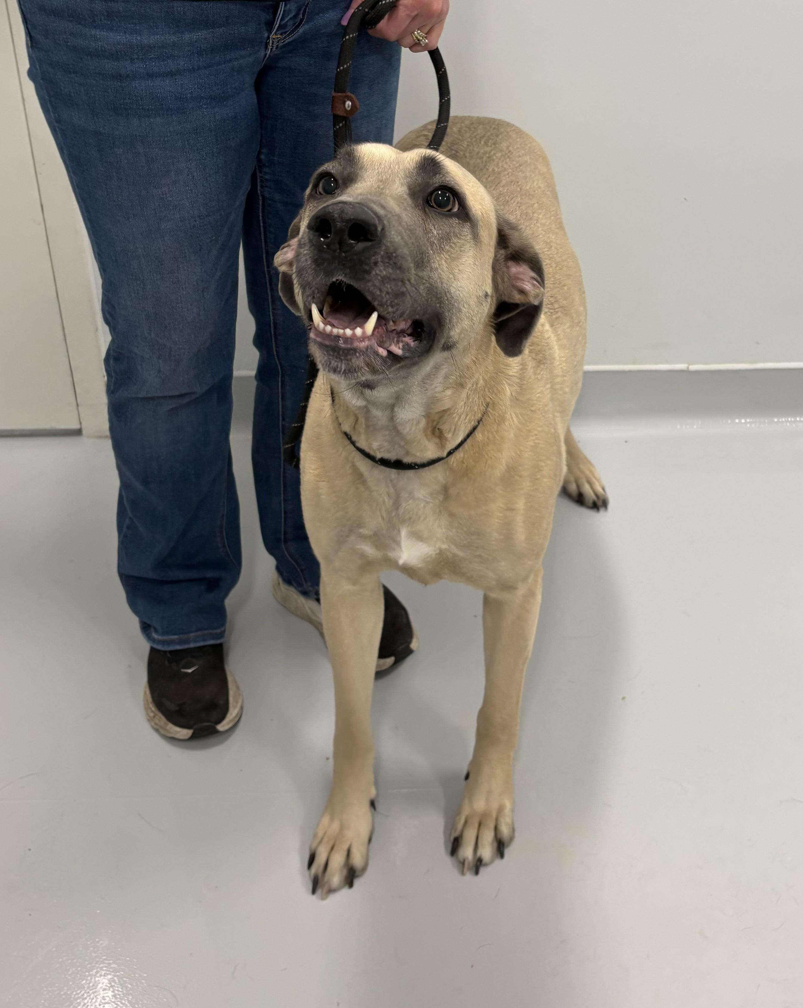 Enlarge Hattie, a ADOPTABLE mixed breed in Kankakee, IL image 2/2