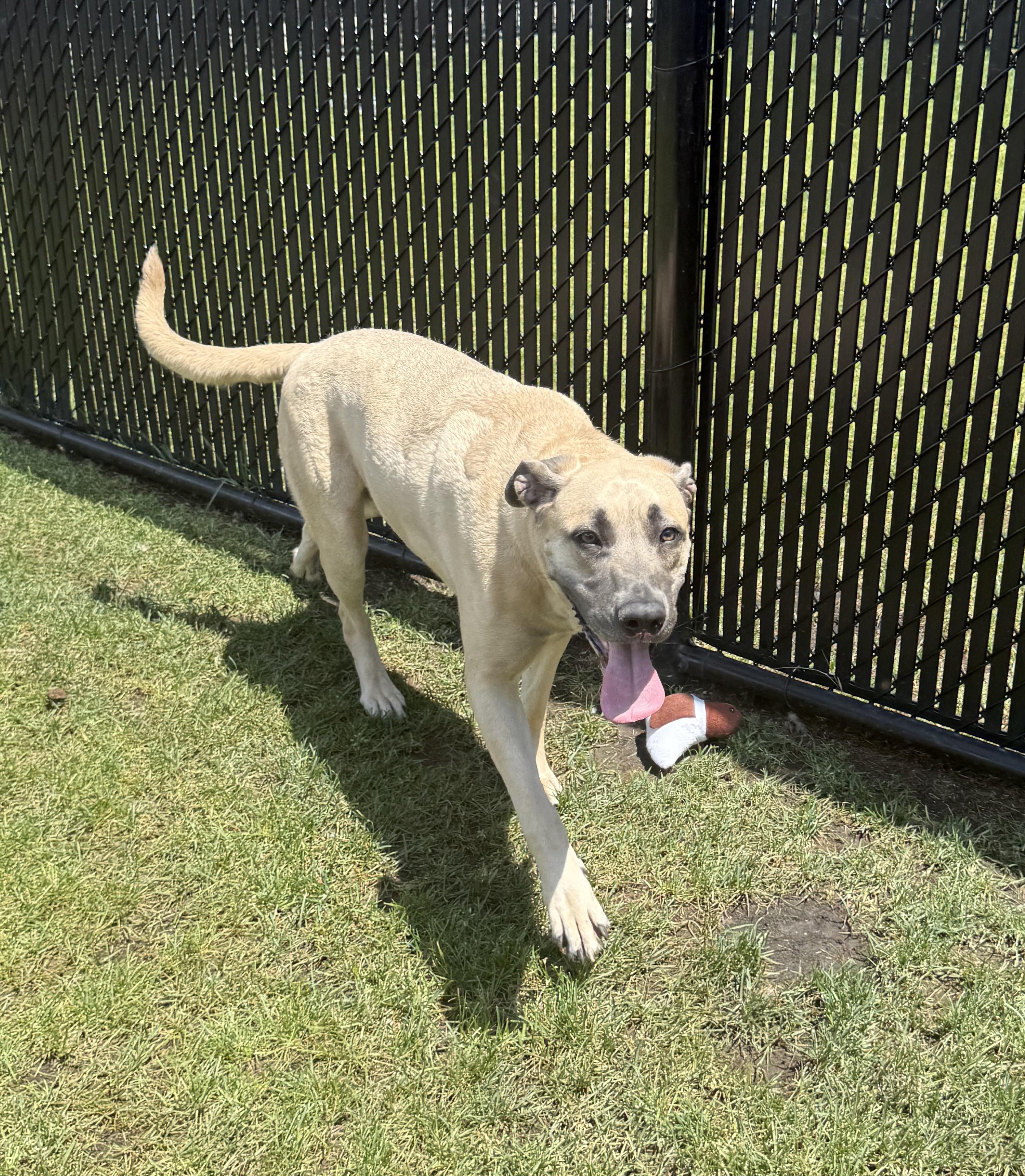 Enlarge Hattie, a ADOPTABLE mixed breed in Kankakee, IL image 1/2