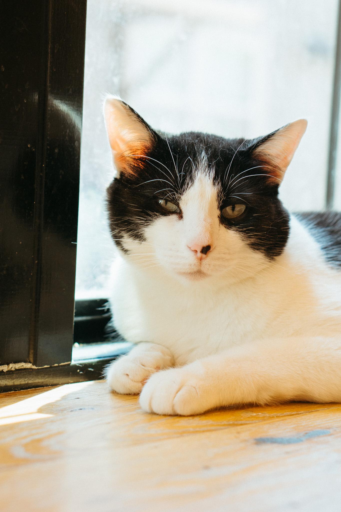 Nicky, Adult Female unknown