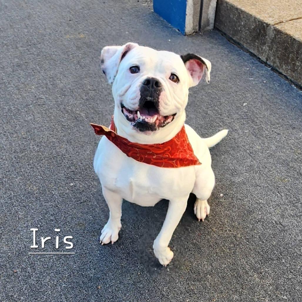 Enlarge Iris, a Adoptable English Bulldog in Cleveland, TN image 1/5
