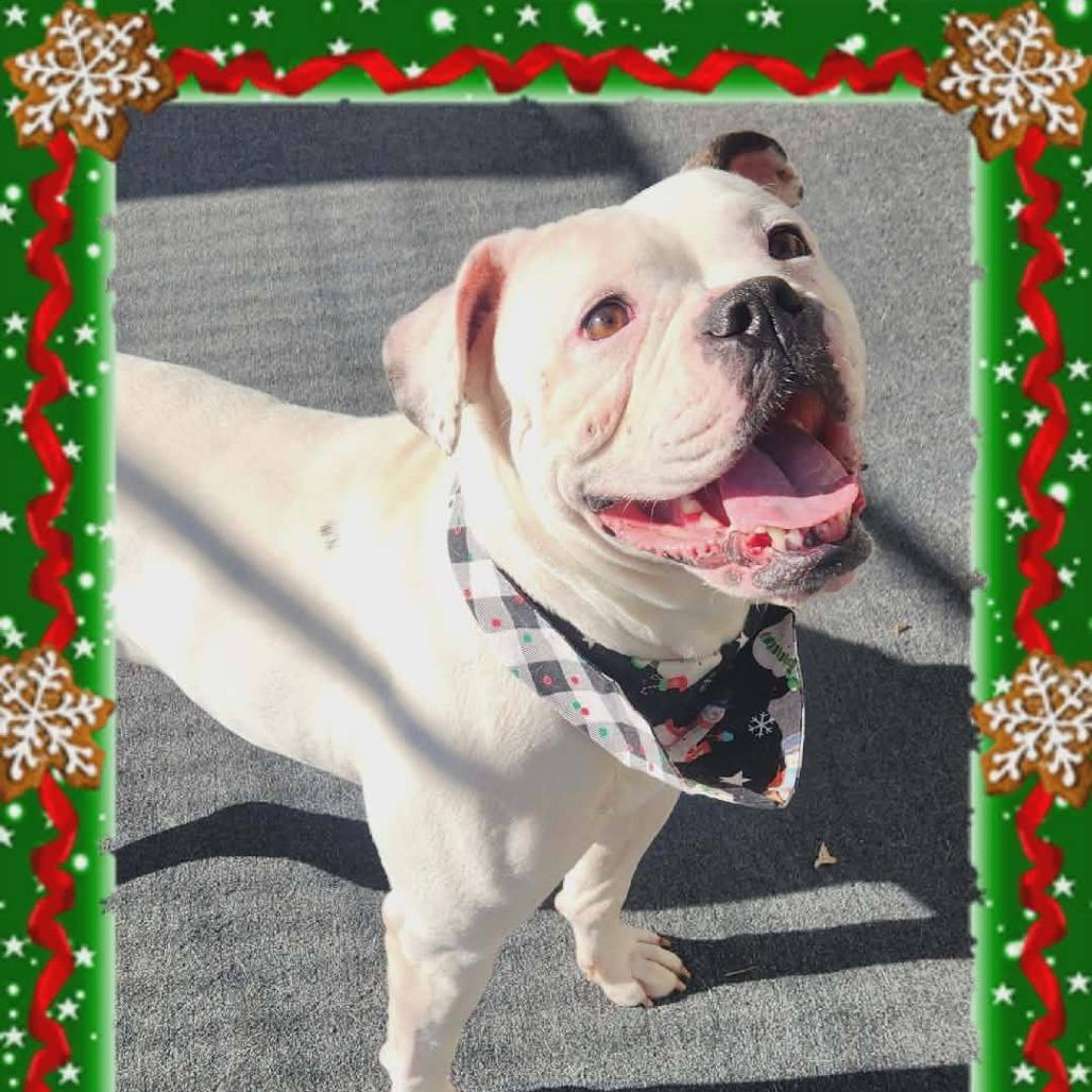 Enlarge Iris, a Adoptable English Bulldog in Cleveland, TN image 2/5