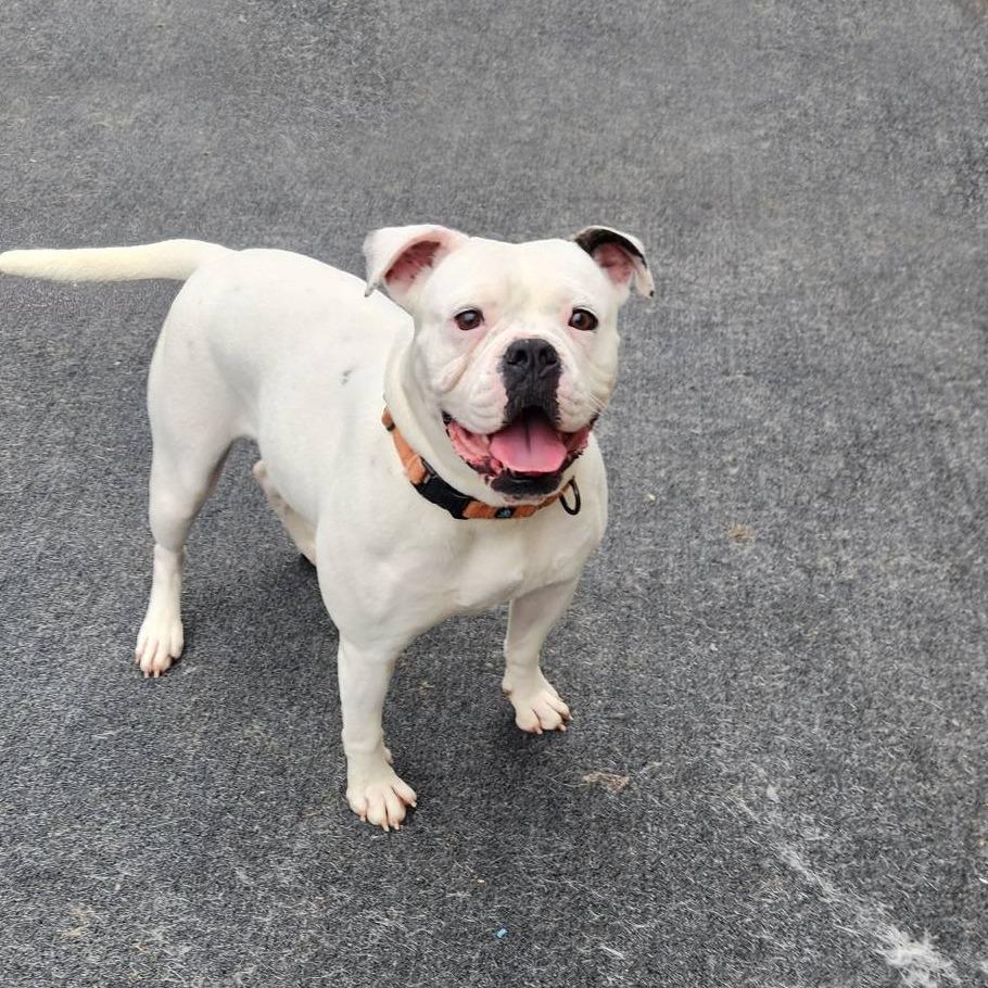 Enlarge Iris, a Adoptable English Bulldog in Cleveland, TN image 3/5