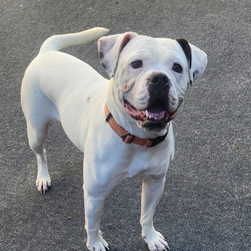 Enlarge Iris, a Adoptable English Bulldog in Cleveland, TN image 4/5