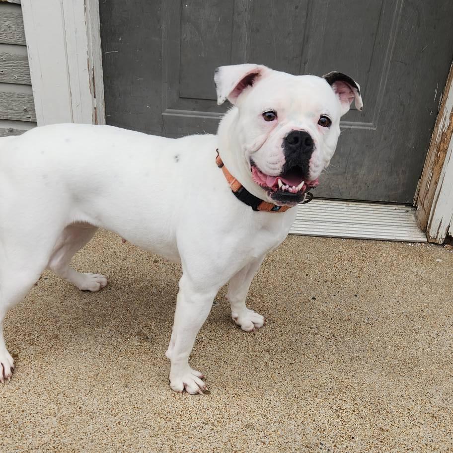 Enlarge Iris, a Adoptable English Bulldog in Cleveland, TN image 5/5