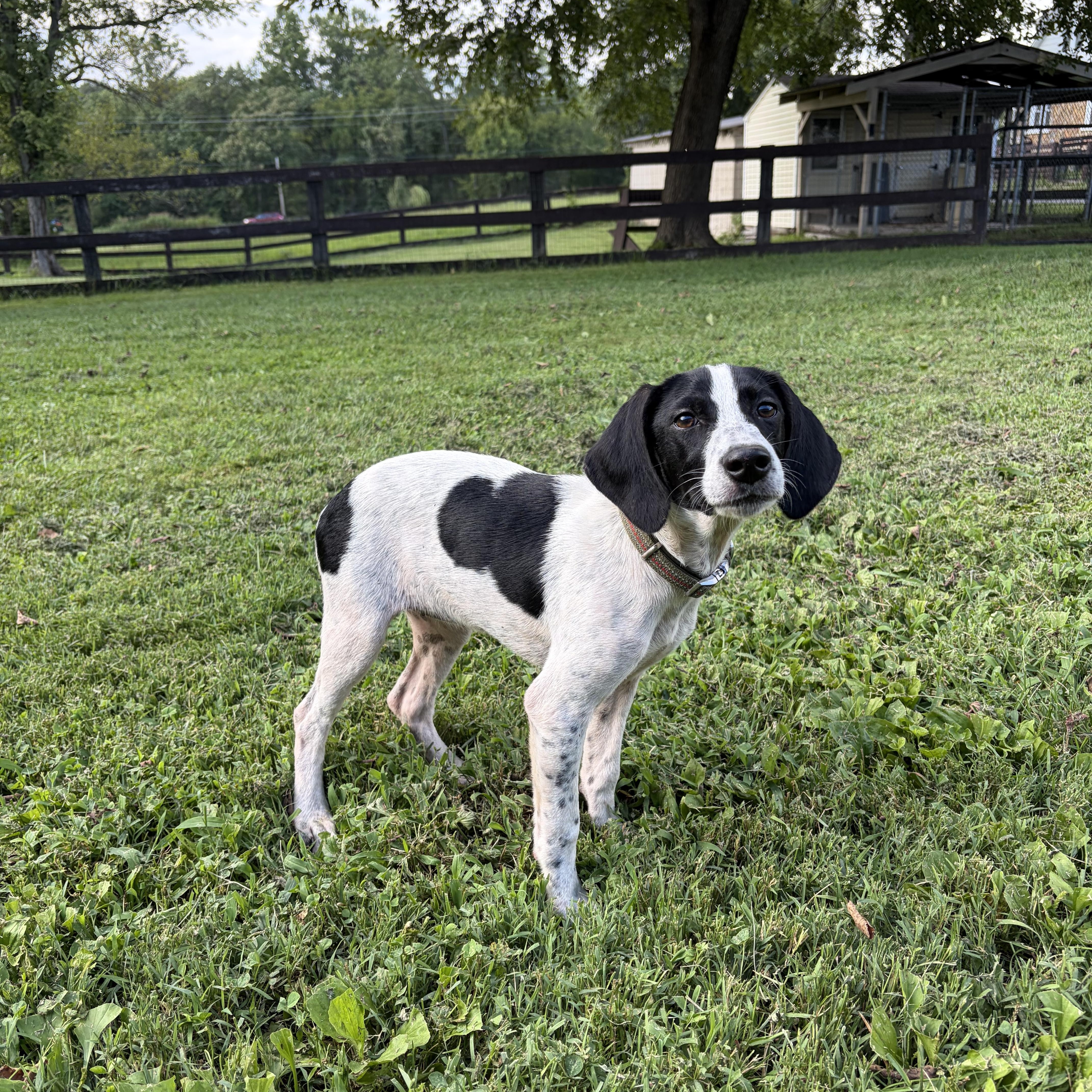 Enlarge Polly, a Adoptable mixed breed in Fairfax, VA image 2/4