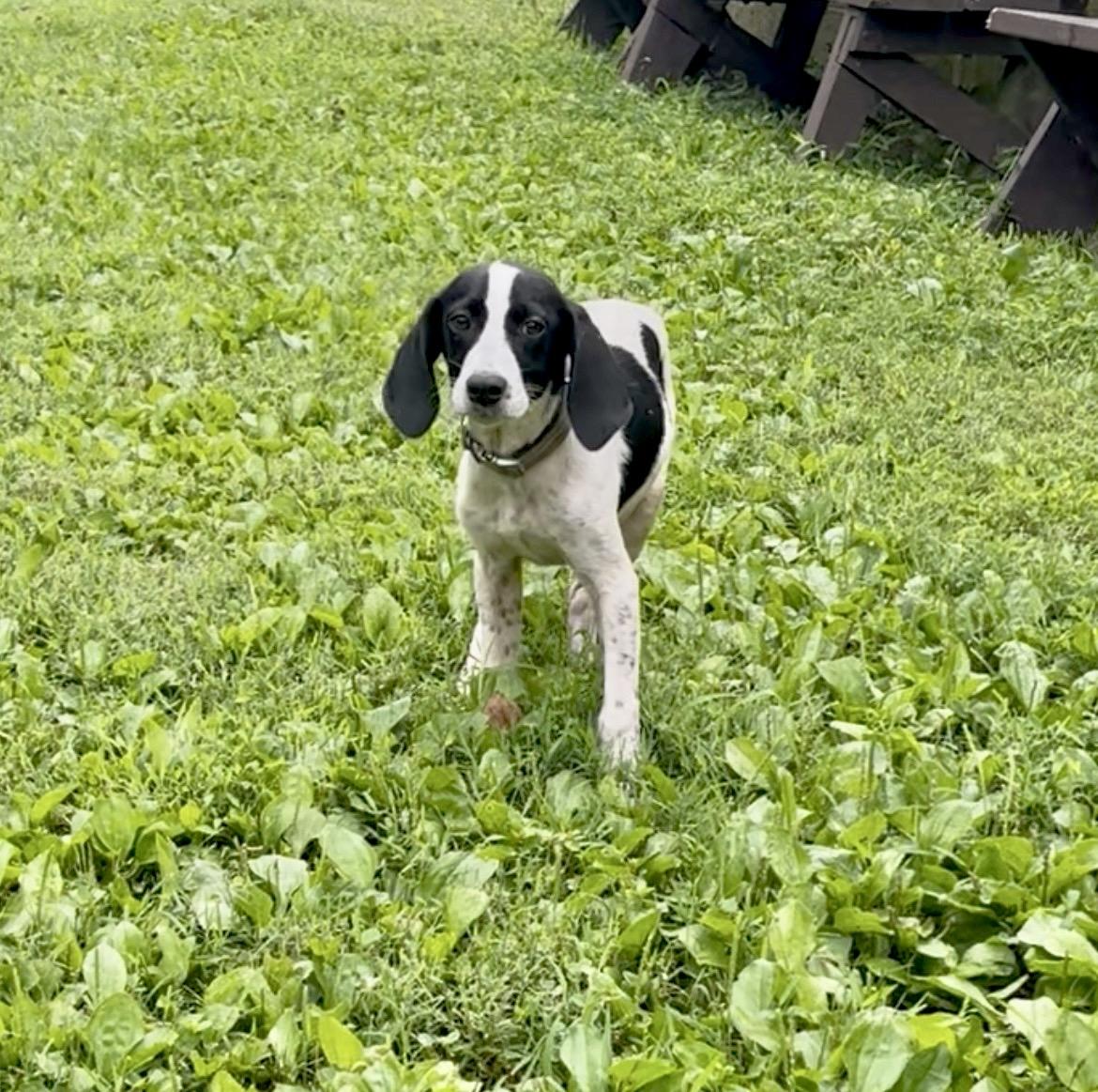 Polly, Adoptable, Puppy Female Hound & Spaniel.