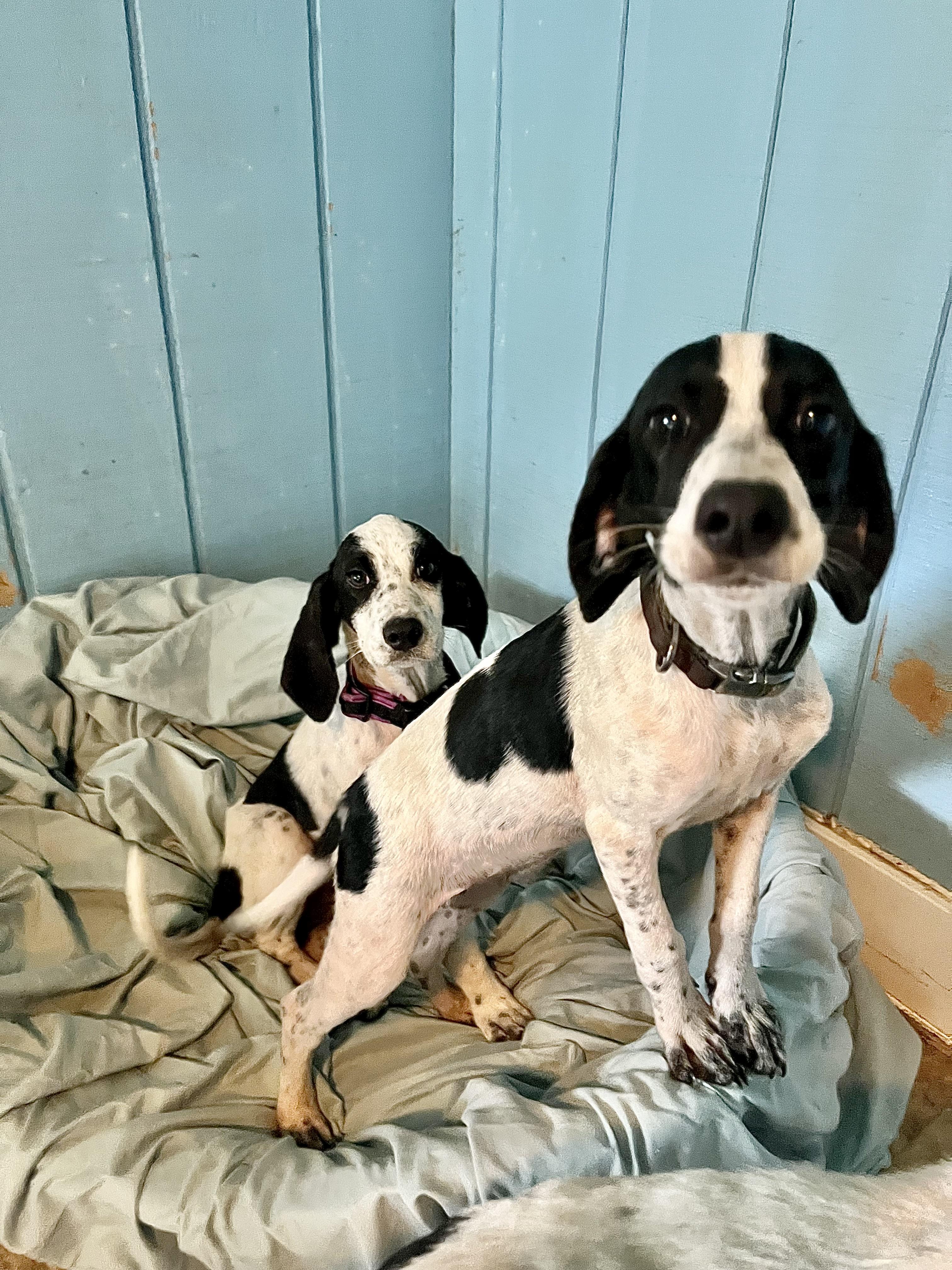 Enlarge Polly, a Adoptable mixed breed in Fairfax, VA image 3/4