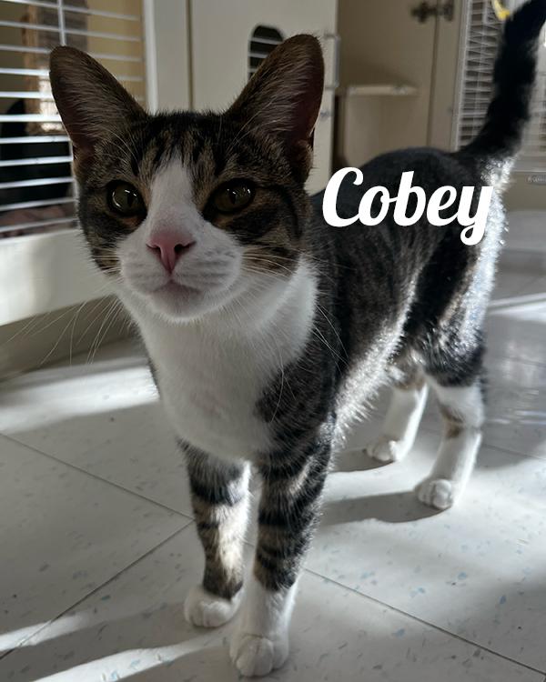 Cobey, Young Male Domestic Short Hair