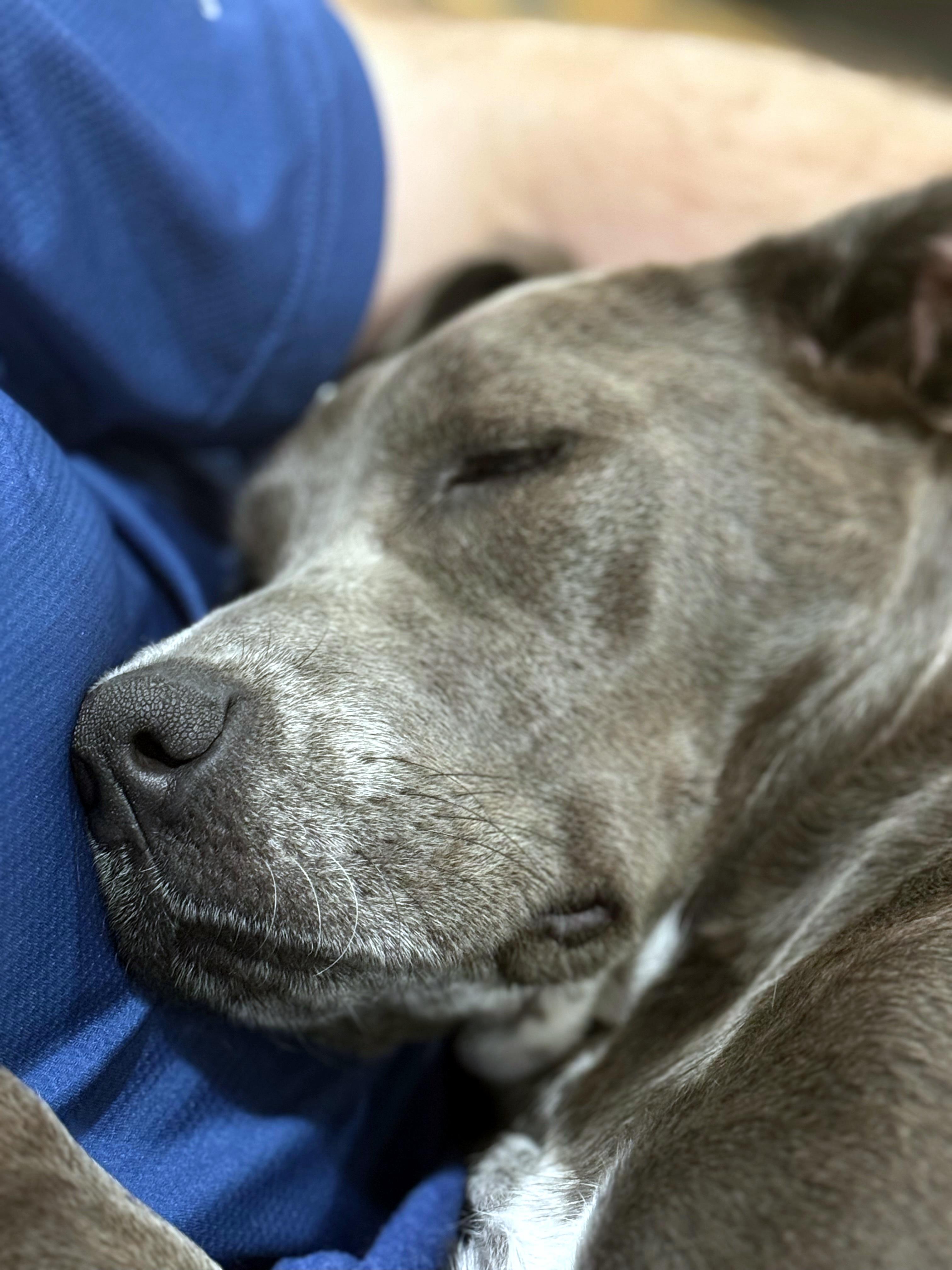 Bella