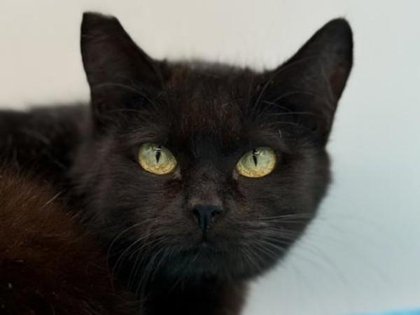 Olivia, Adoptable, Adult Female Domestic Short Hair.
